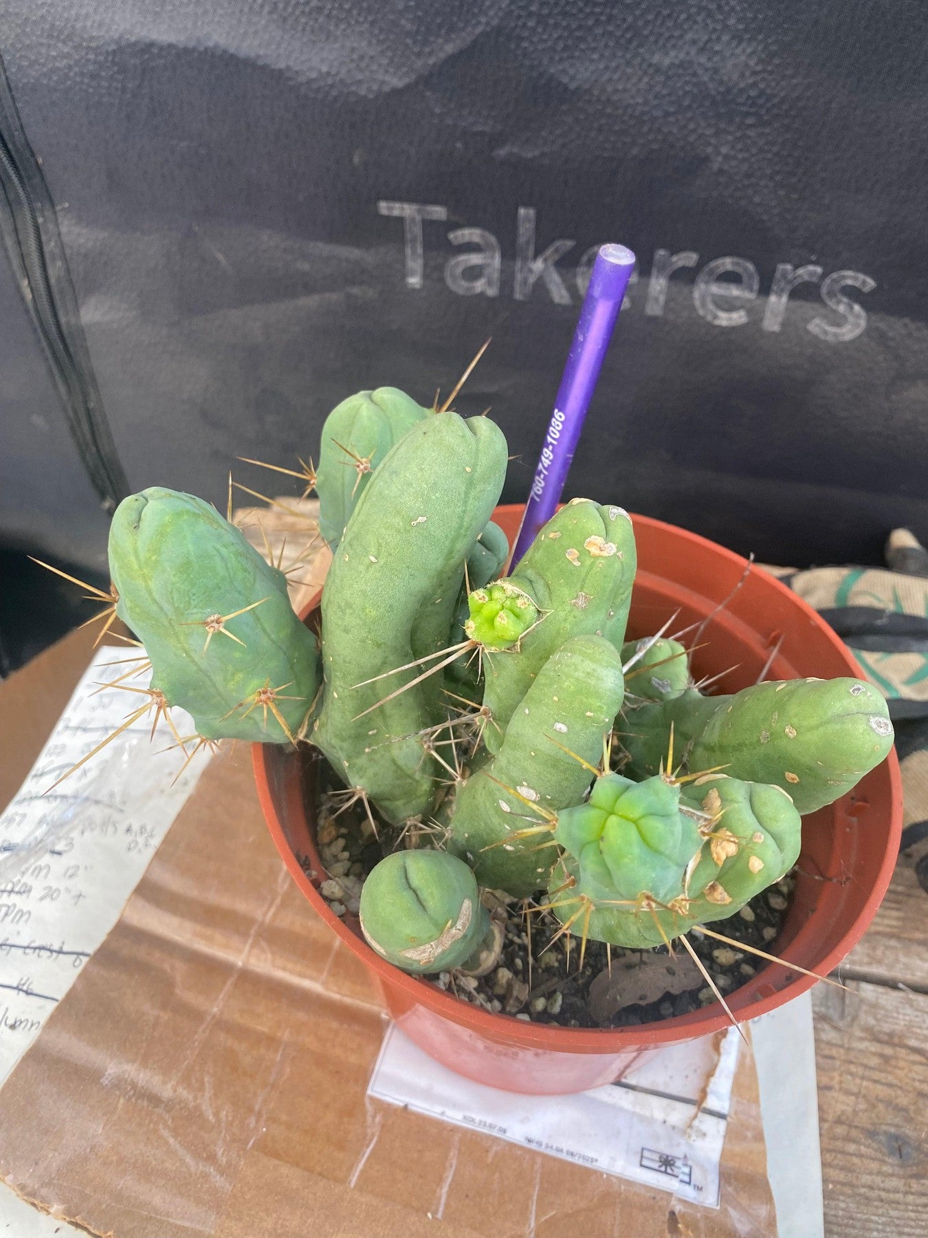 #EC141 EXACT Trichocereus Bridgesii Monstrose TBM Penis Cactus Potted-Cactus - Large - Exact-The Succulent Source