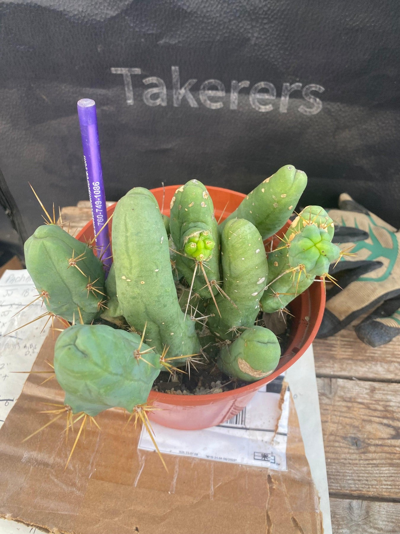 #EC141 EXACT Trichocereus Bridgesii Monstrose TBM Penis Cactus Potted-Cactus - Large - Exact-The Succulent Source