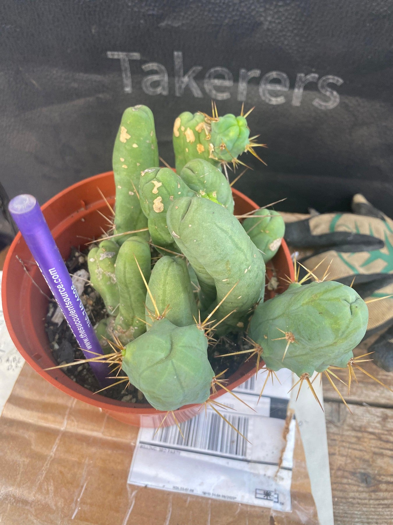 #EC141 EXACT Trichocereus Bridgesii Monstrose TBM Penis Cactus Potted-Cactus - Large - Exact-The Succulent Source