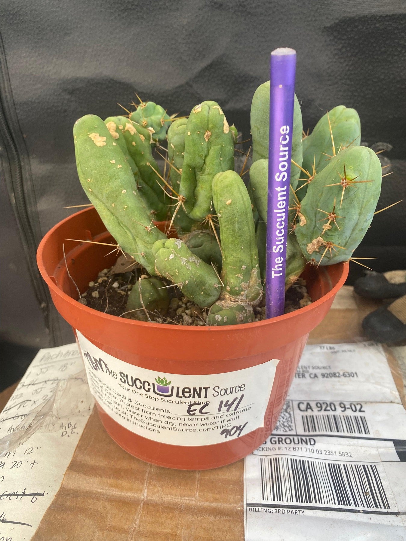 #EC141 EXACT Trichocereus Bridgesii Monstrose TBM Penis Cactus Potted-Cactus - Large - Exact-The Succulent Source