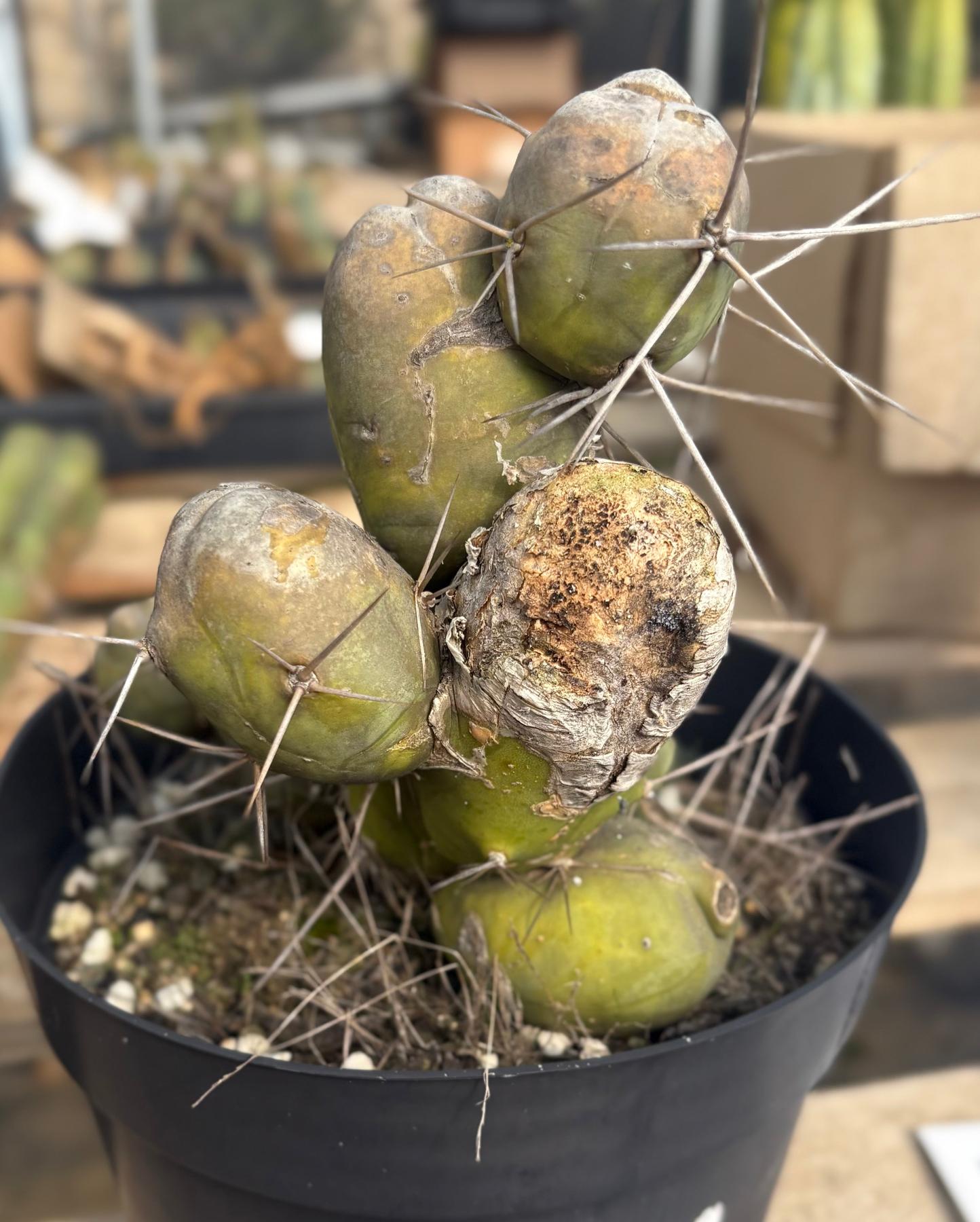 #EC141 EXACT Trichocereus Bridgesii Monstrose TBM Penis Cactus TLC-Cactus - Large - Exact-The Succulent Source