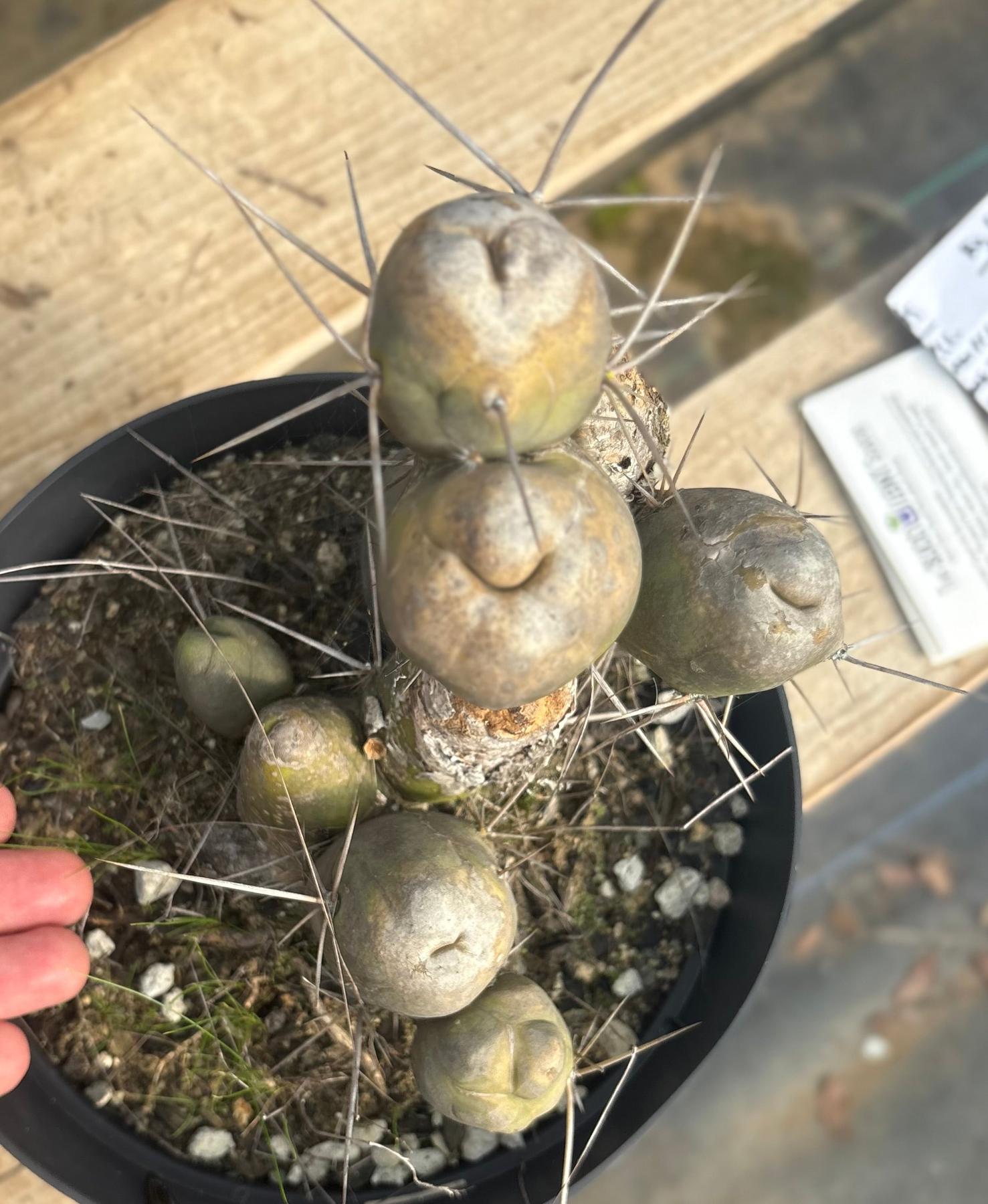 #EC141 EXACT Trichocereus Bridgesii Monstrose TBM Penis Cactus TLC-Cactus - Large - Exact-The Succulent Source