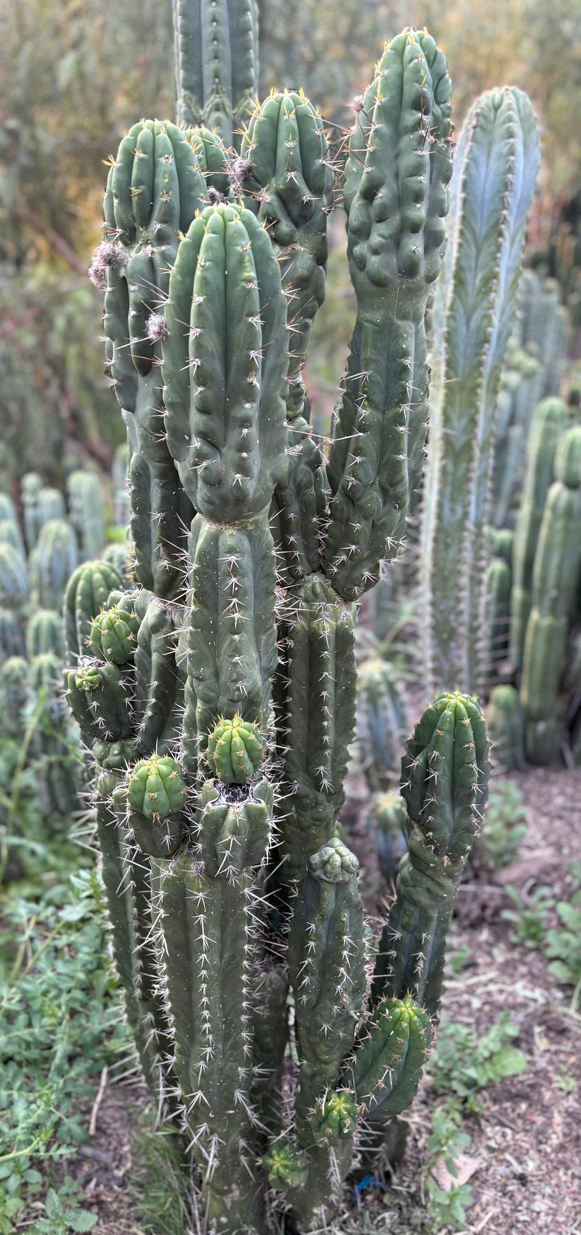 #EC142 EXACT Trichocereus Bob’s Monstrose Creation BMC Cactus 12”-Cactus - Large - Exact-The Succulent Source