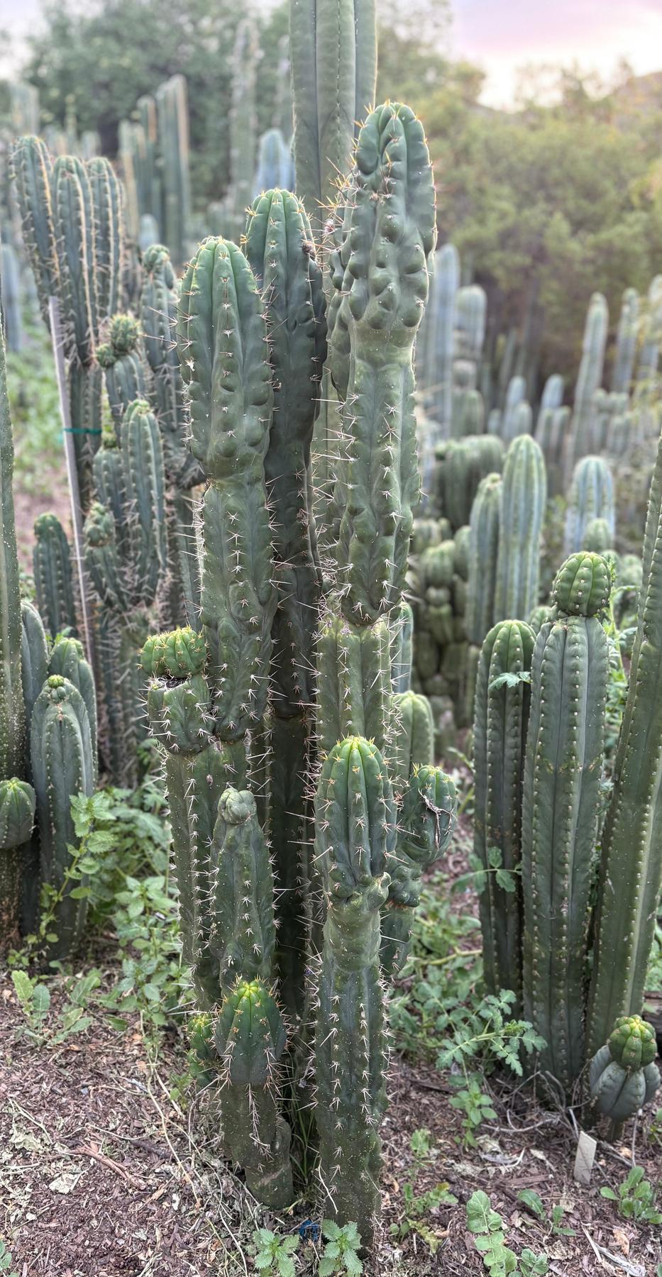 #EC142 EXACT Trichocereus Bob’s Monstrose Creation BMC Cactus 12”-Cactus - Large - Exact-The Succulent Source