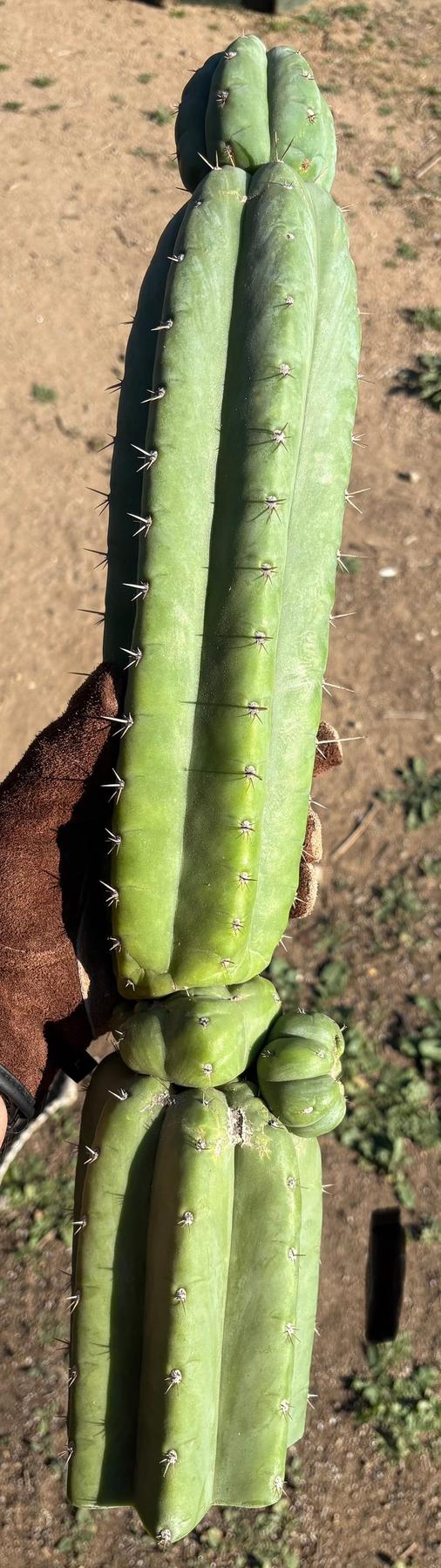 #EC142 EXACT Trichocereus Bob’s Monstrose Creation BMC Cactus 12”-Cactus - Large - Exact-The Succulent Source