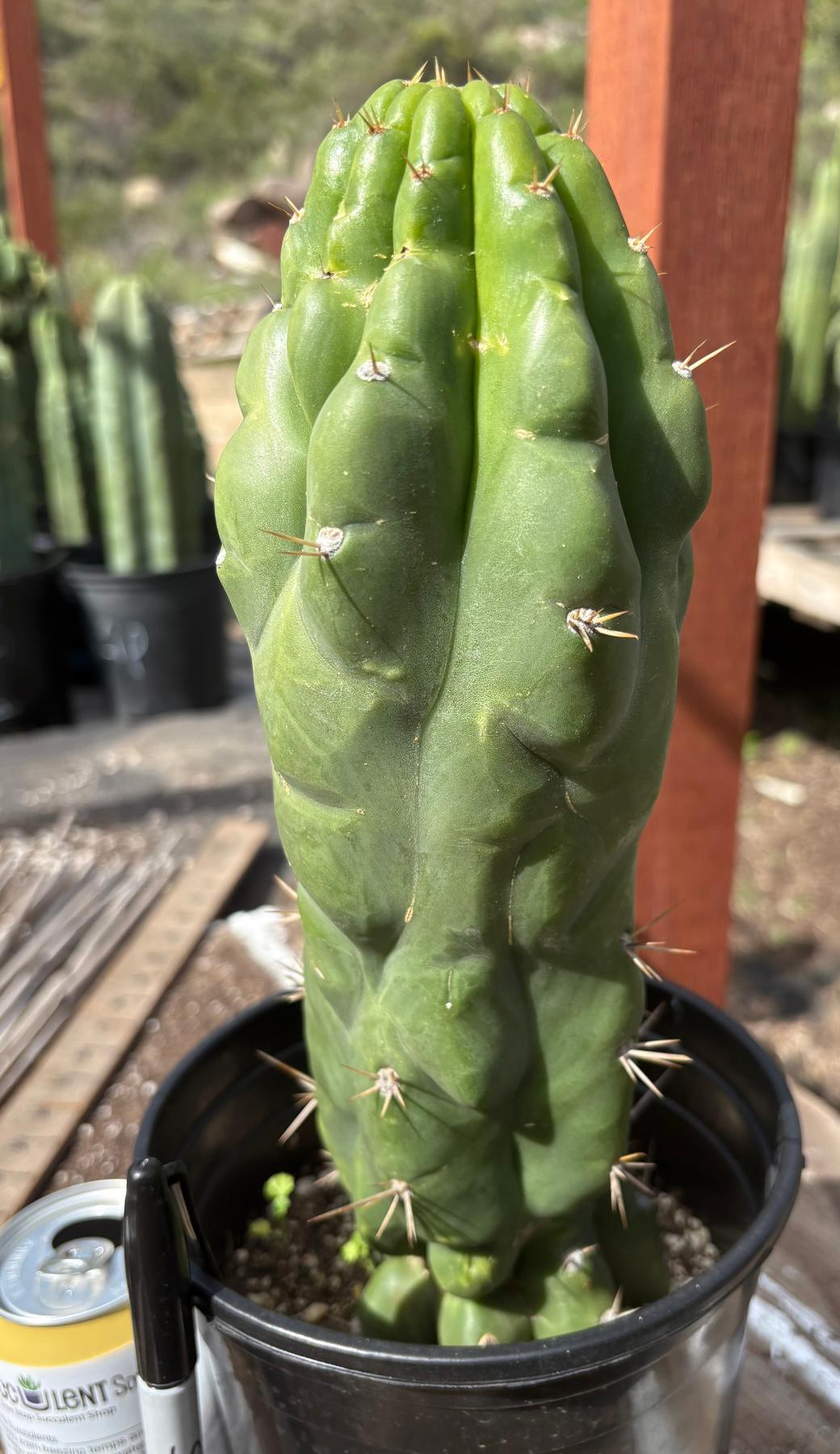 #EC142 EXACT Trichocereus Bob’s Monstrose Creation BMC Cactus 12”-Cactus - Large - Exact-The Succulent Source