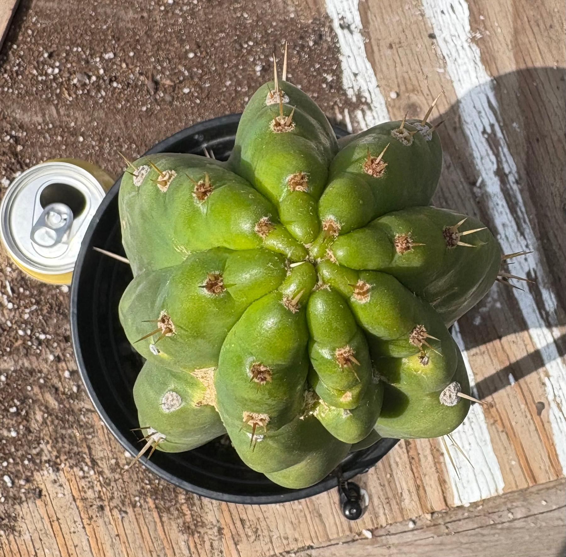 #EC142 EXACT Trichocereus Bob’s Monstrose Creation BMC Cactus 12”-Cactus - Large - Exact-The Succulent Source
