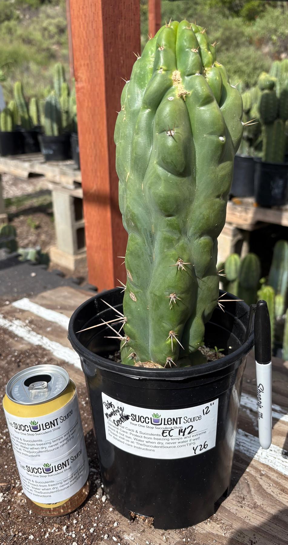 #EC142 EXACT Trichocereus Bob’s Monstrose Creation BMC Cactus 12”-Cactus - Large - Exact-The Succulent Source