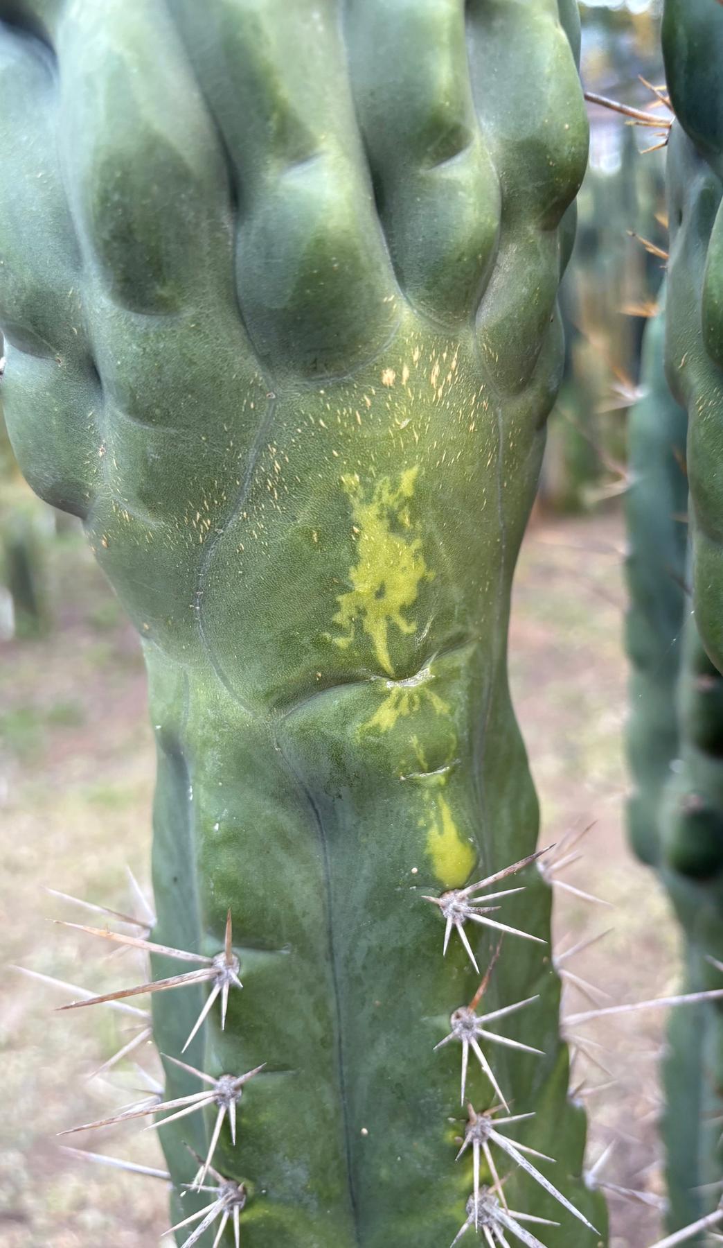 #EC142 EXACT Trichocereus Bob’s Monstrose Creation BMC Cactus 12”-Cactus - Large - Exact-The Succulent Source