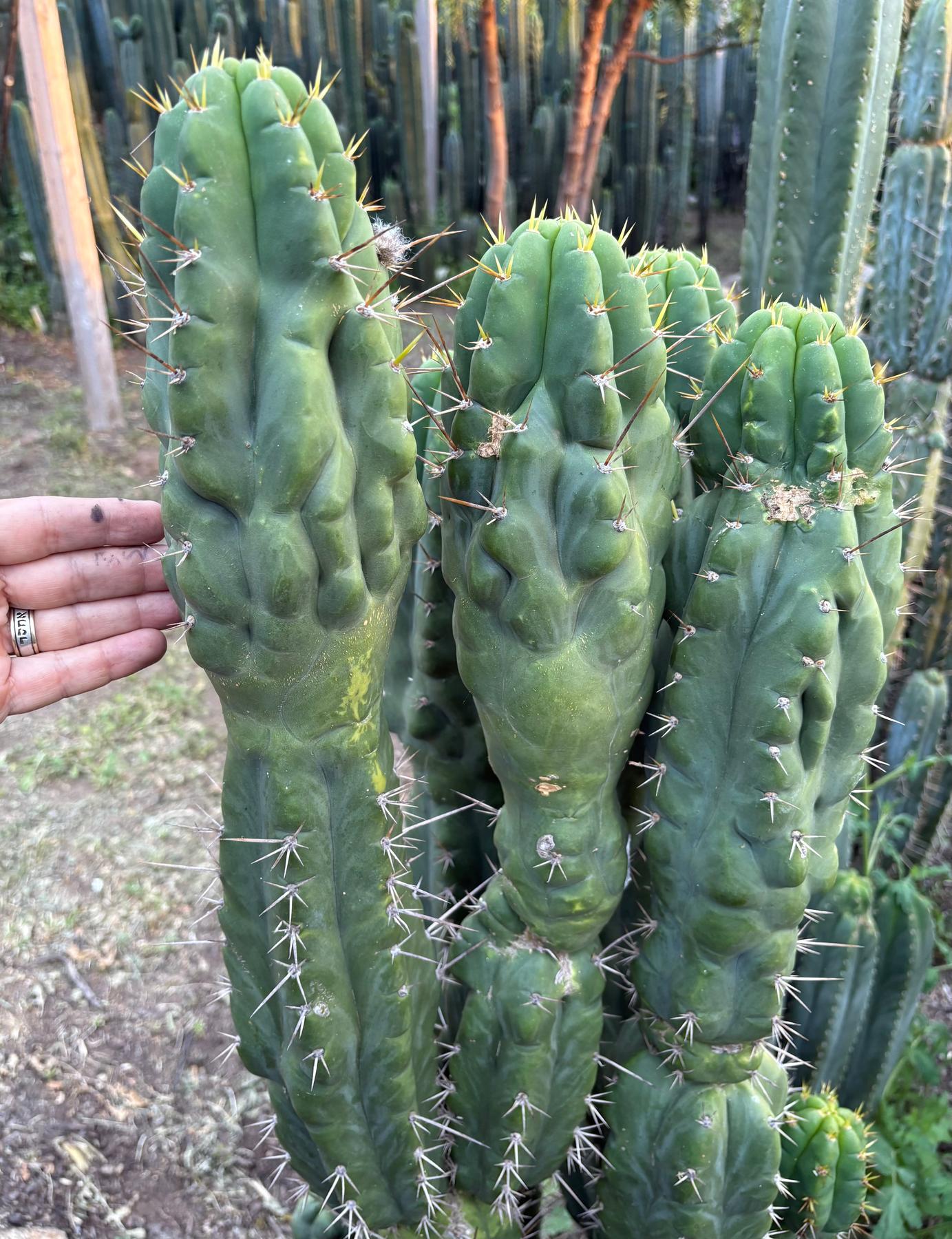 #EC142 EXACT Trichocereus Bob’s Monstrose Creation BMC Cactus 12”-Cactus - Large - Exact-The Succulent Source