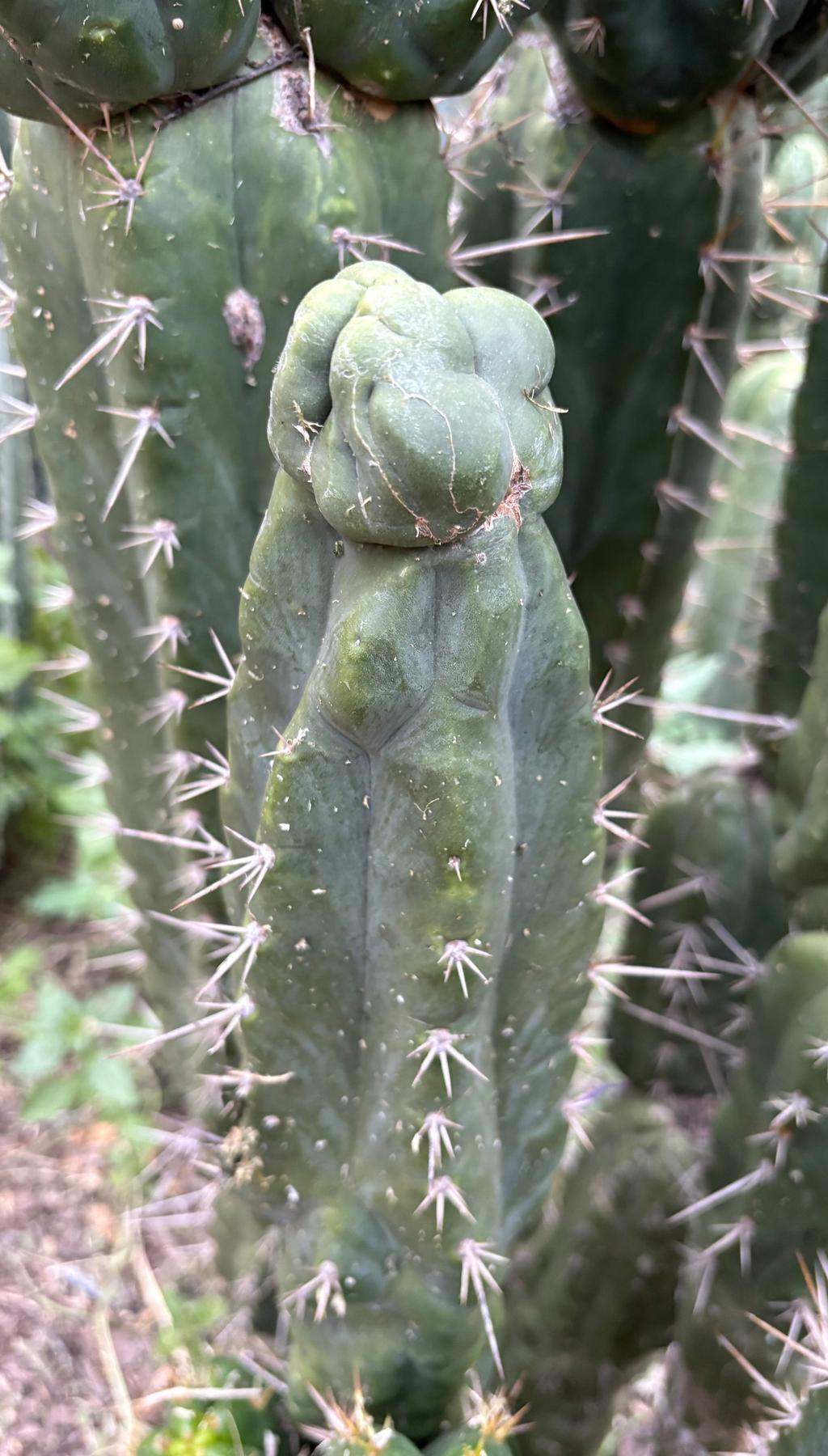 #EC142 EXACT Trichocereus Bob’s Monstrose Creation BMC Cactus 12”-Cactus - Large - Exact-The Succulent Source