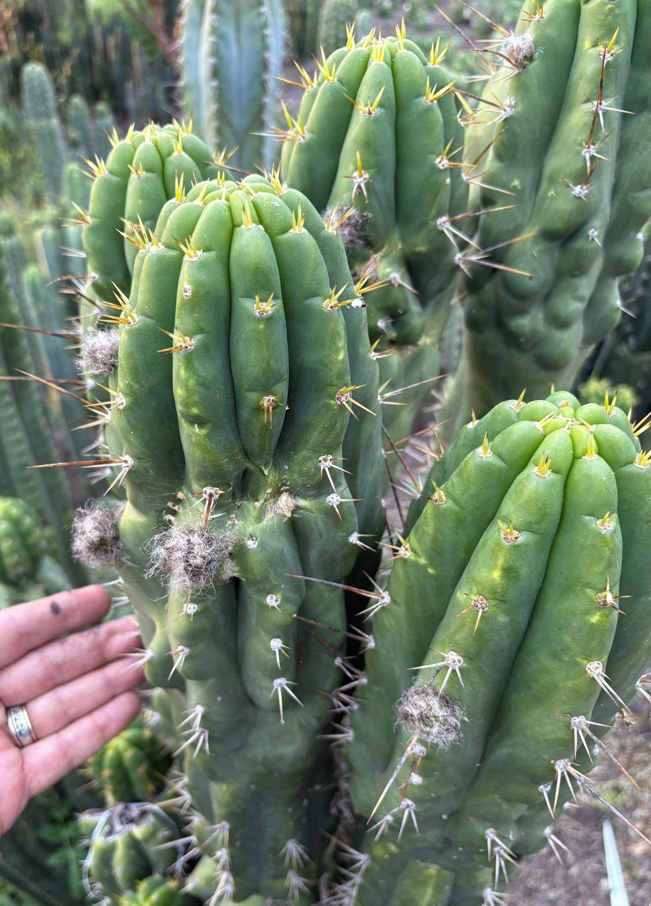 #EC142 EXACT Trichocereus Bob’s Monstrose Creation BMC Cactus 12”-Cactus - Large - Exact-The Succulent Source