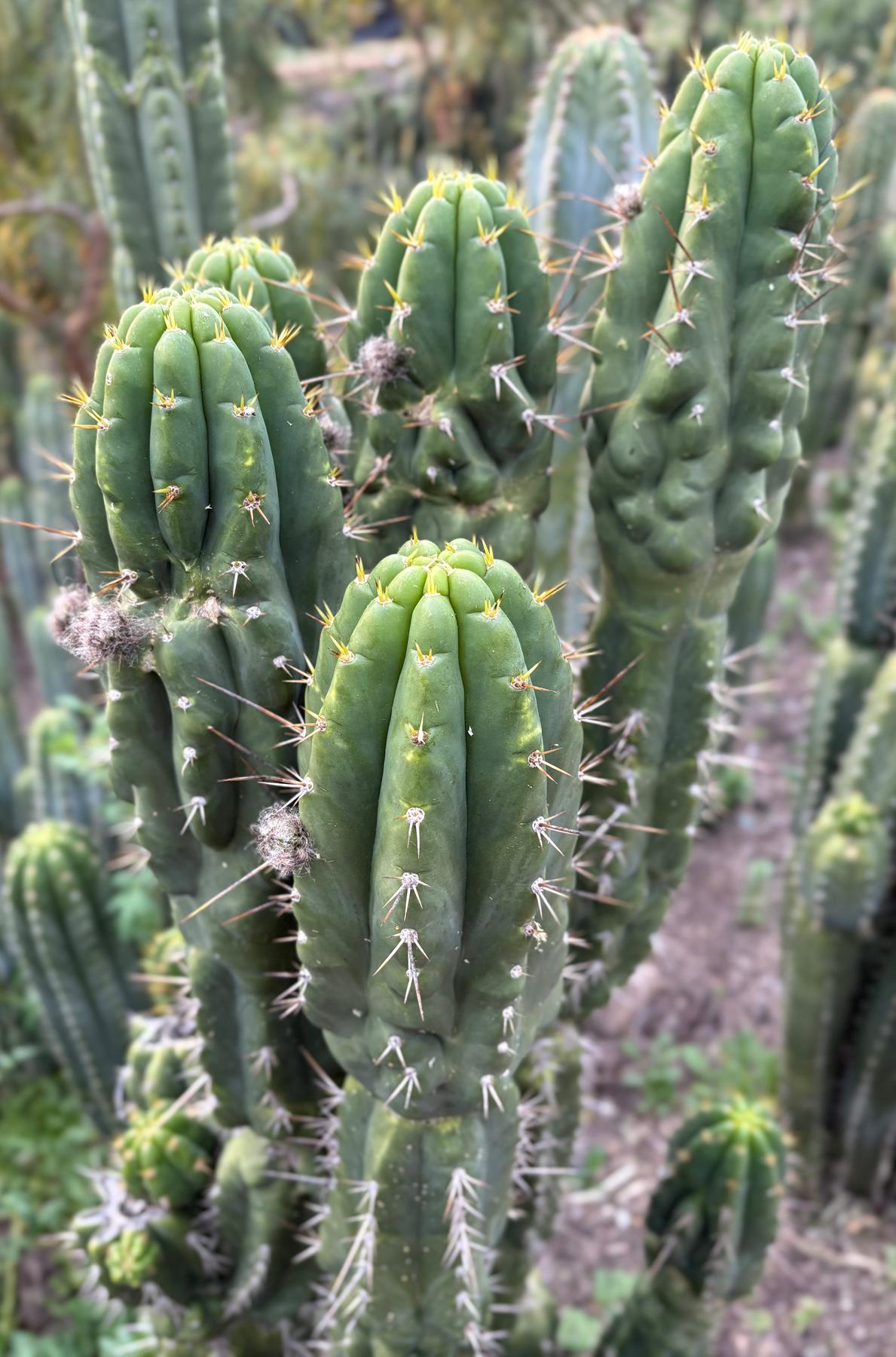 #EC142 EXACT Trichocereus Bob’s Monstrose Creation BMC Cactus 12”-Cactus - Large - Exact-The Succulent Source