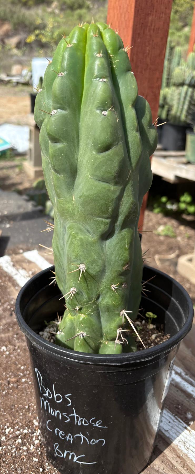 #EC142 EXACT Trichocereus Bob’s Monstrose Creation BMC Cactus 12”-Cactus - Large - Exact-The Succulent Source