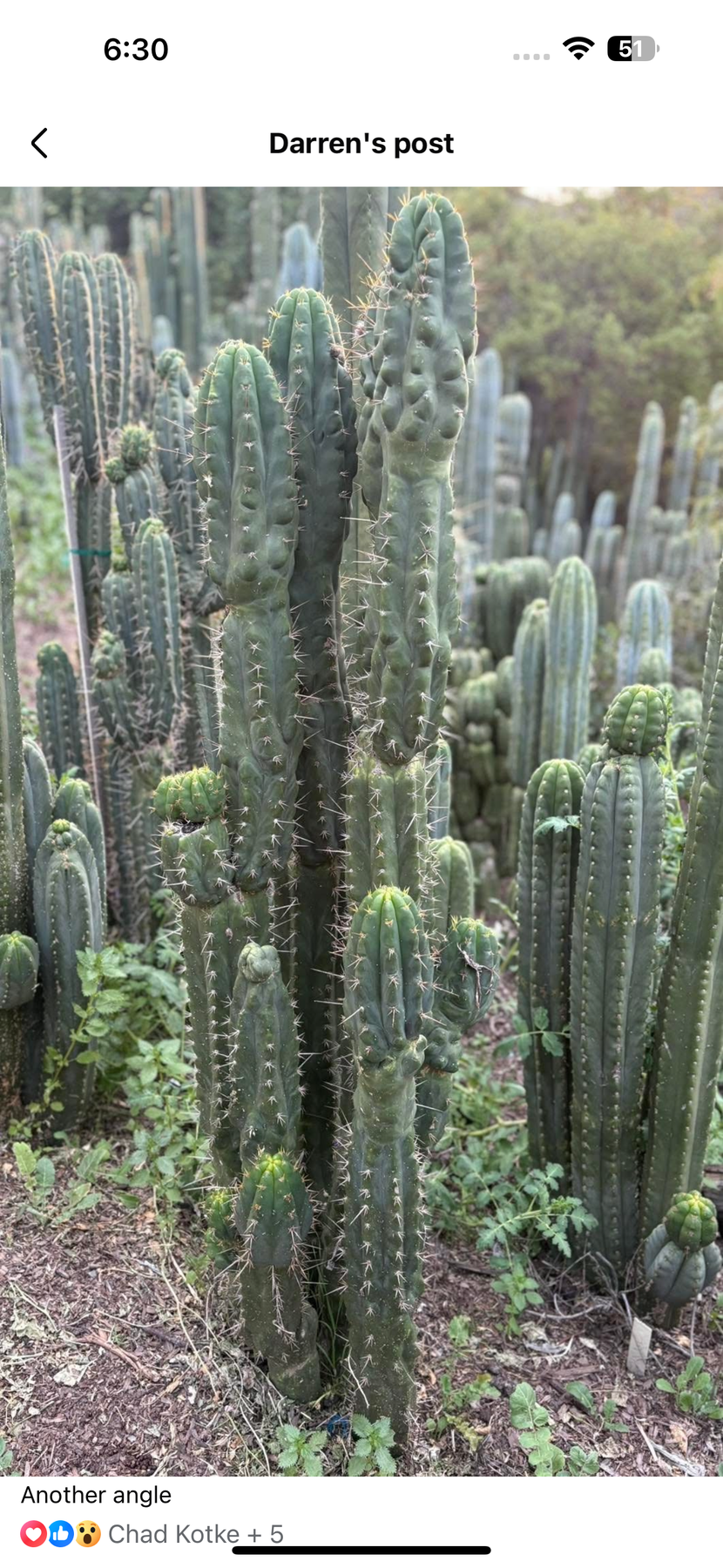 #EC142 EXACT Trichocereus Bob’s Monstrose Creation BMC Cactus 12” Cutting-Cactus - Large - Exact-The Succulent Source