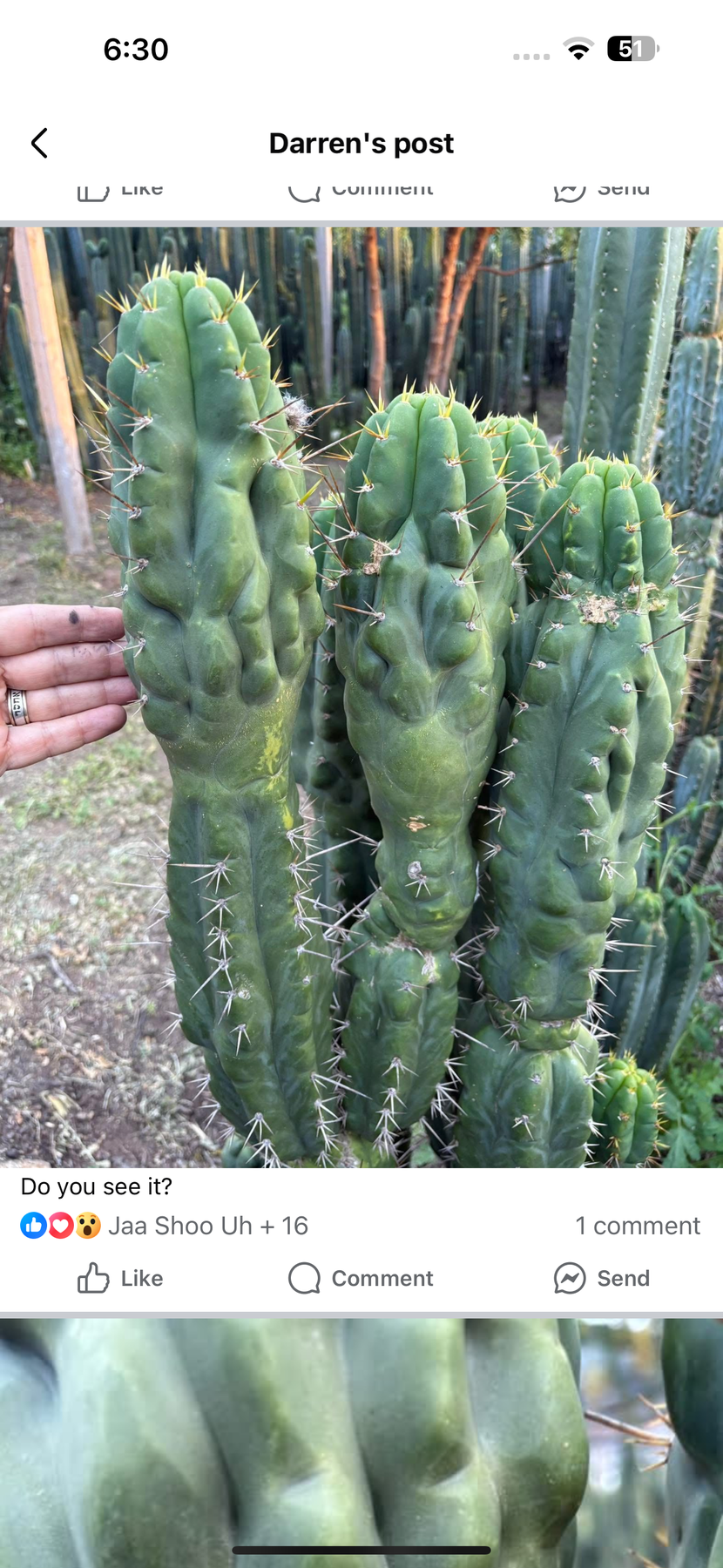#EC142 EXACT Trichocereus Bob’s Monstrose Creation BMC Cactus 12” Cutting-Cactus - Large - Exact-The Succulent Source