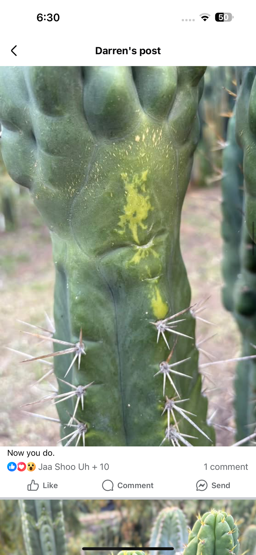 #EC142 EXACT Trichocereus Bob’s Monstrose Creation BMC Cactus 12” Cutting-Cactus - Large - Exact-The Succulent Source