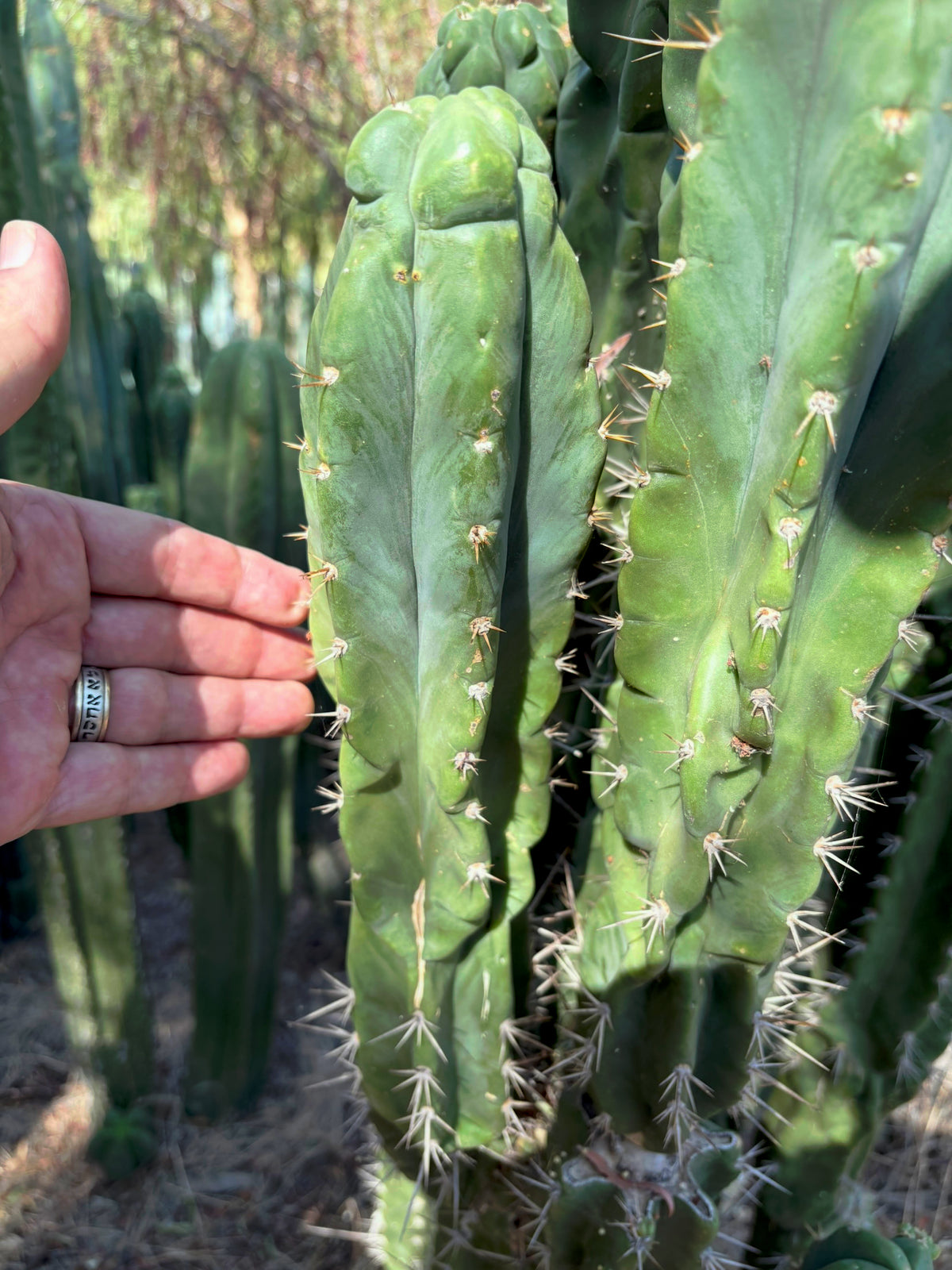 #EC142 EXACT Trichocereus Bob’s Monstrose Creation BMC Cactus 12” Cutting-Cactus - Large - Exact-The Succulent Source