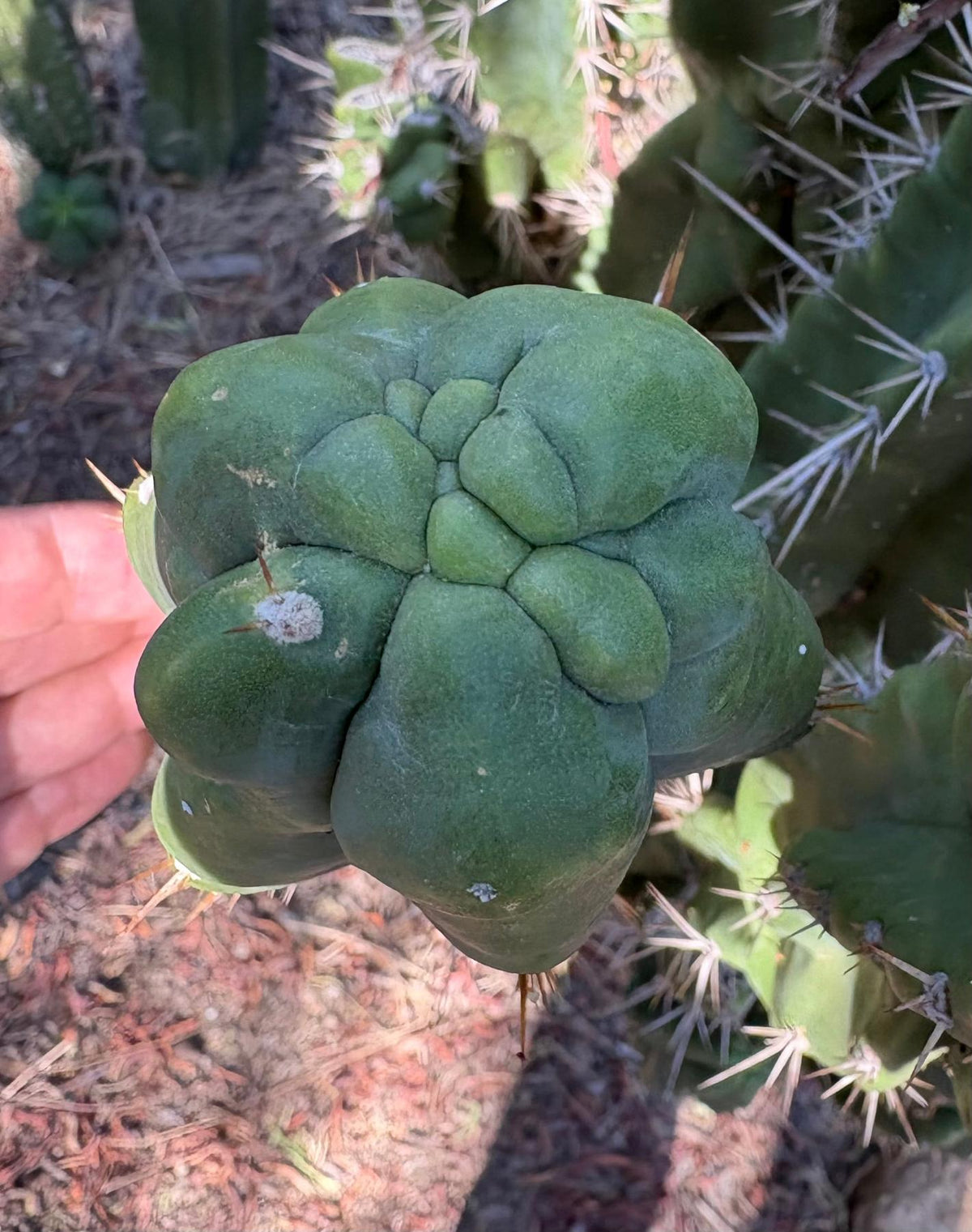 #EC142 EXACT Trichocereus Bob’s Monstrose Creation BMC Cactus 12” Cutting-Cactus - Large - Exact-The Succulent Source