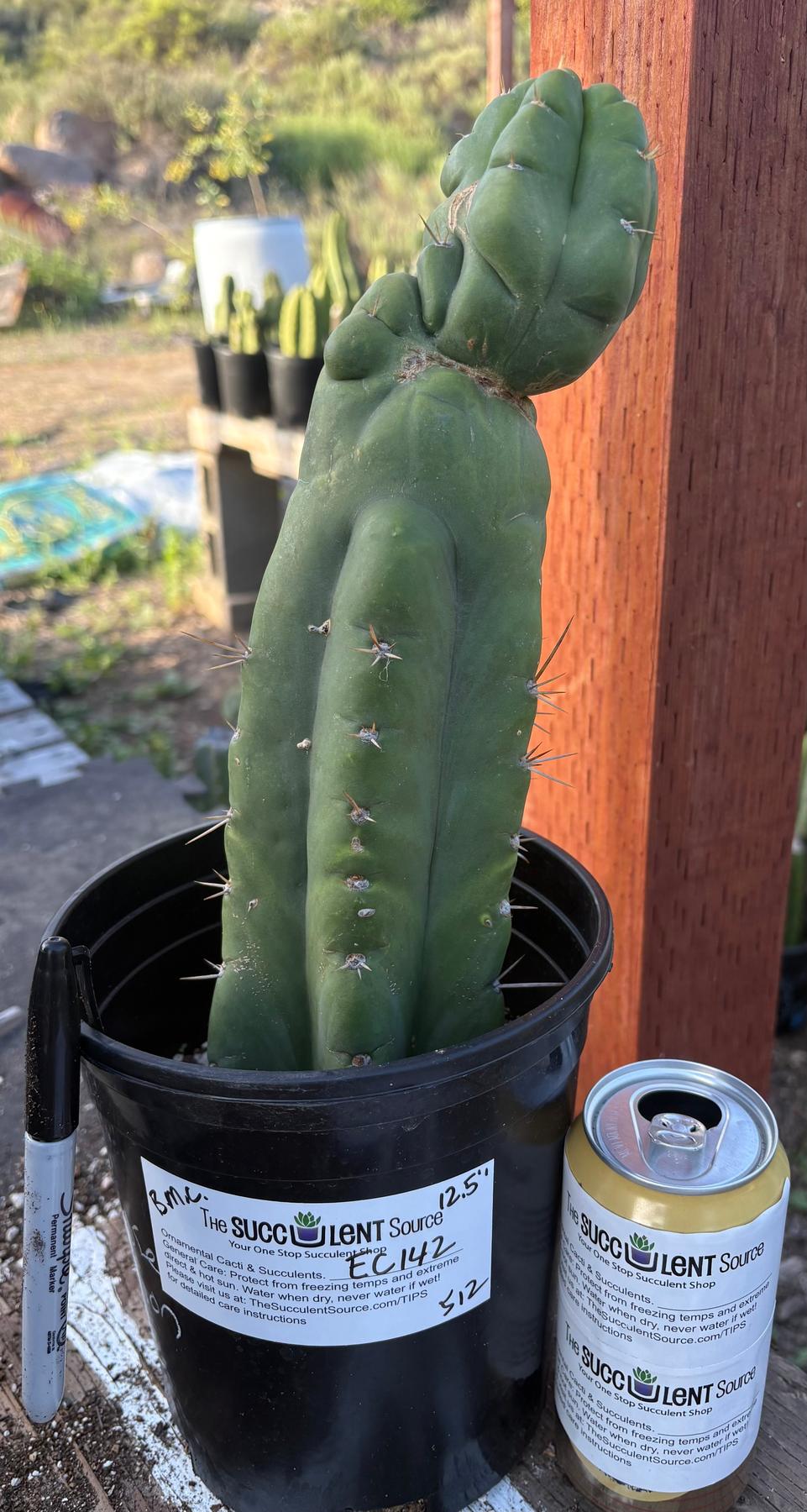 #EC142 EXACT Trichocereus Bob’s Monstrose Creation BMC Cactus 12.5”-Cactus - Large - Exact-The Succulent Source