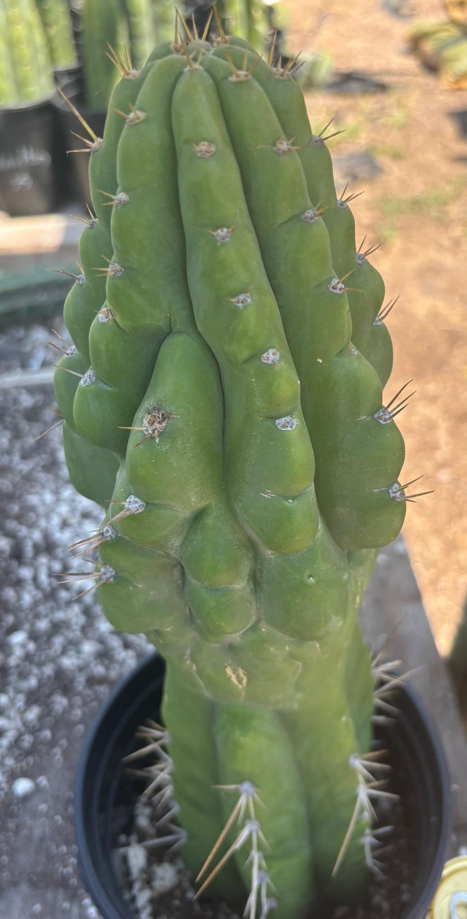 #EC142 EXACT Trichocereus Bob’s Monstrose Creation BMC Cactus 14.5”-Cactus - Large - Exact-The Succulent Source