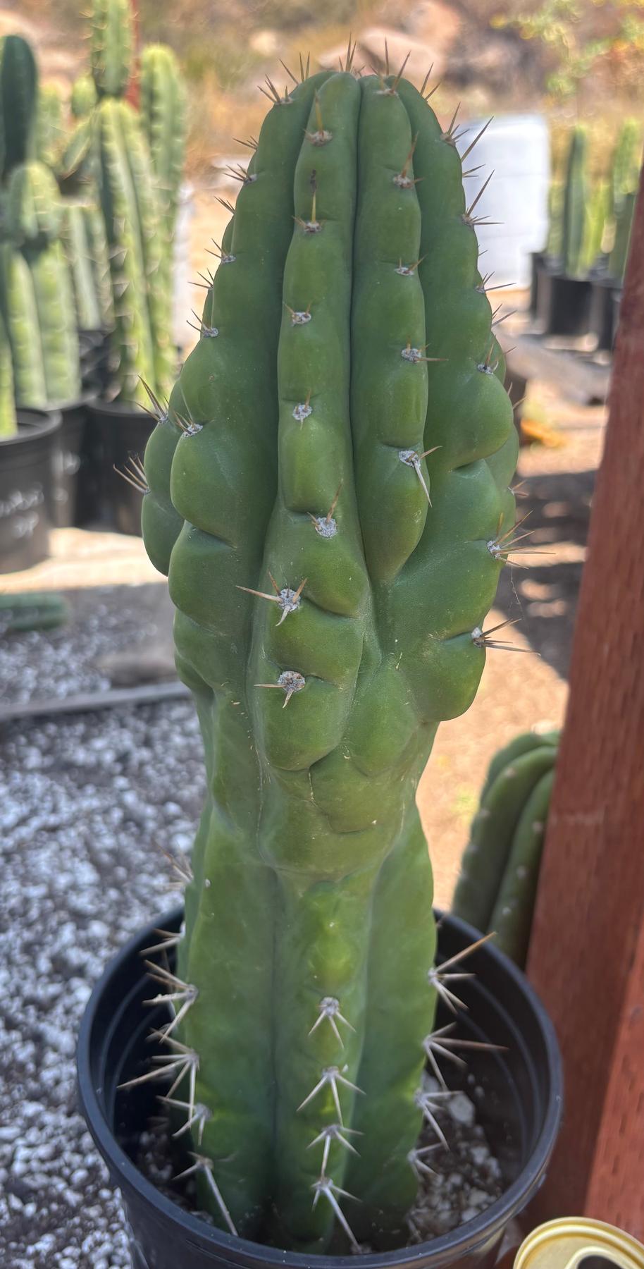 #EC142 EXACT Trichocereus Bob’s Monstrose Creation BMC Cactus 14.5”-Cactus - Large - Exact-The Succulent Source