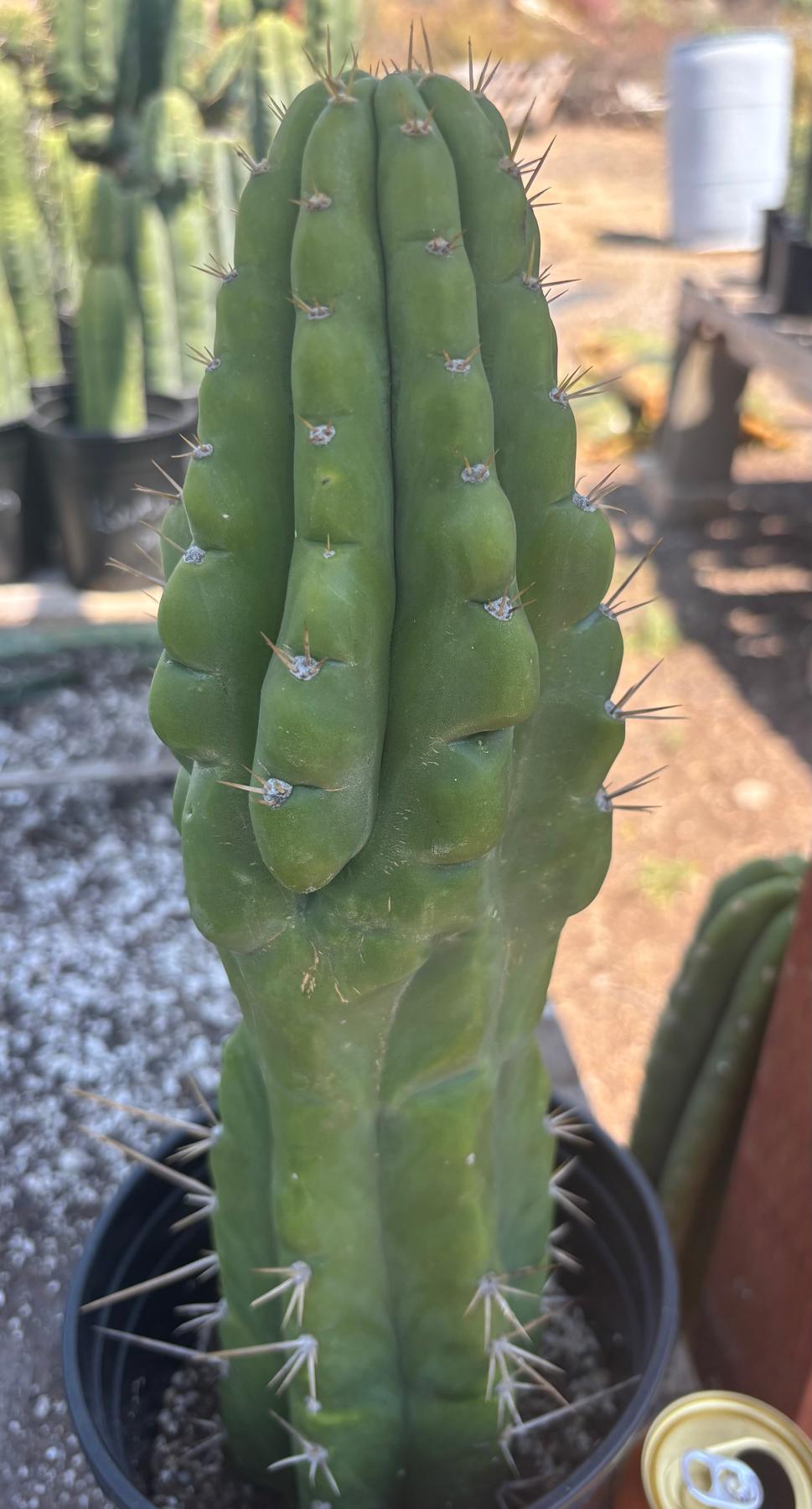 #EC142 EXACT Trichocereus Bob’s Monstrose Creation BMC Cactus 14.5”-Cactus - Large - Exact-The Succulent Source