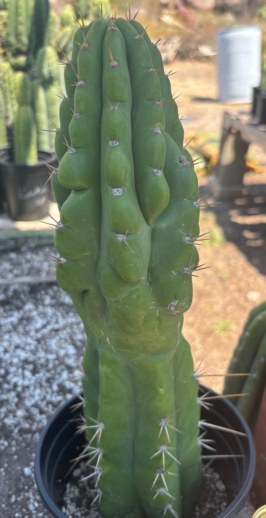 #EC142 EXACT Trichocereus Bob’s Monstrose Creation BMC Cactus 14.5”-Cactus - Large - Exact-The Succulent Source