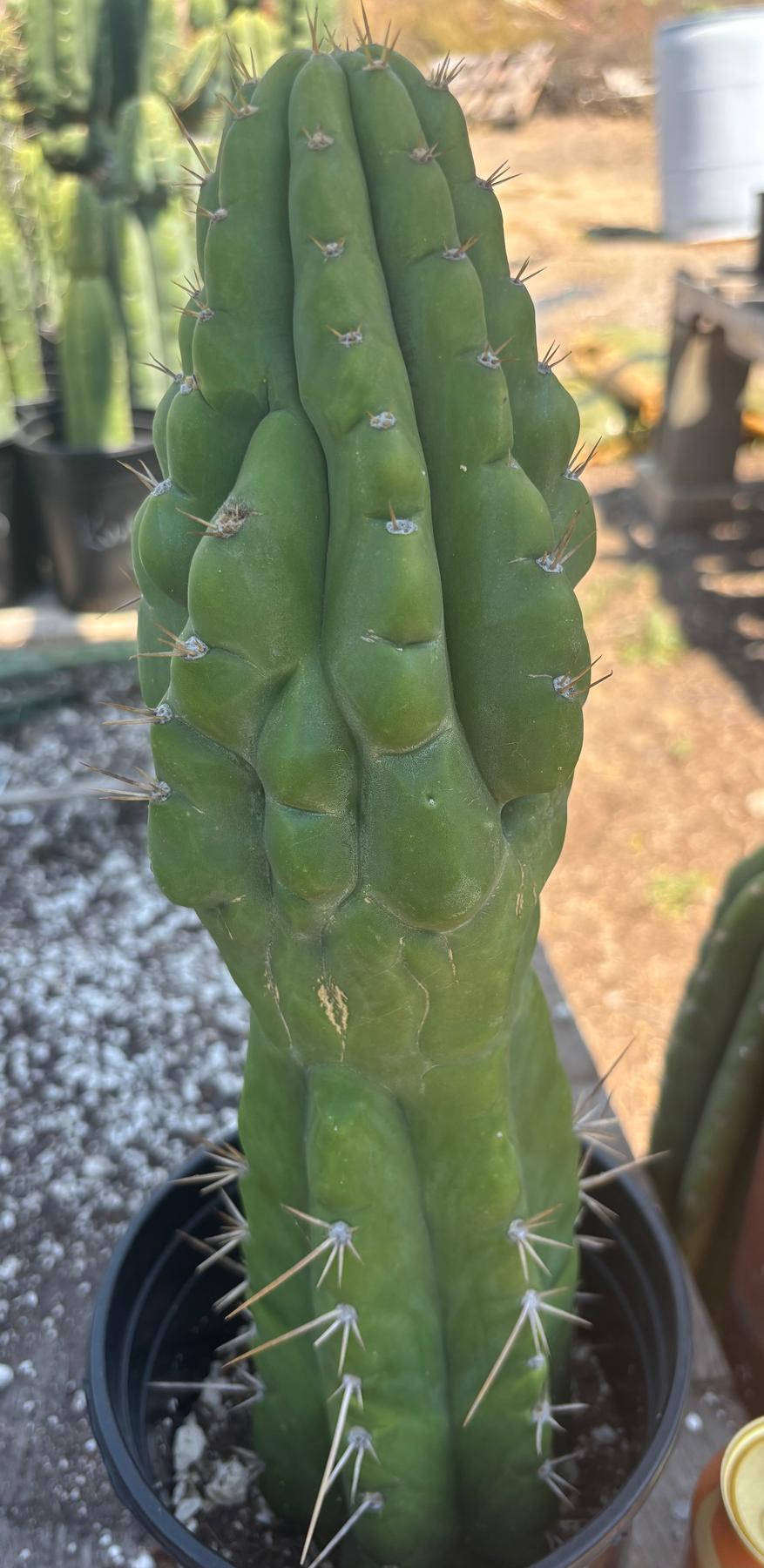 #EC142 EXACT Trichocereus Bob’s Monstrose Creation BMC Cactus 14.5”-Cactus - Large - Exact-The Succulent Source