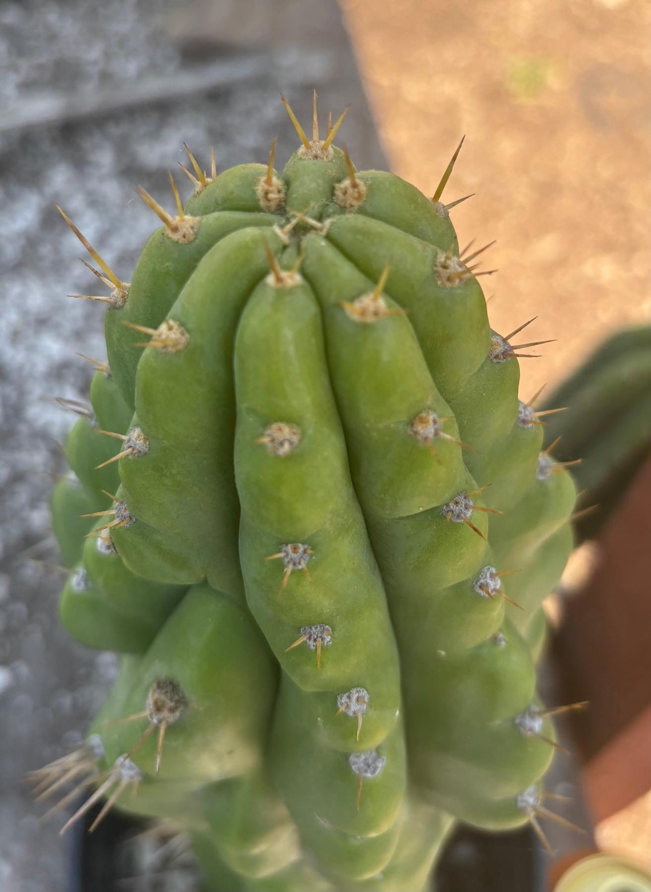 san pedro cactus flower bud #EC142 EXACT Trichocereus Bob’s Monstrose Creation BMC Cactus 14.5”