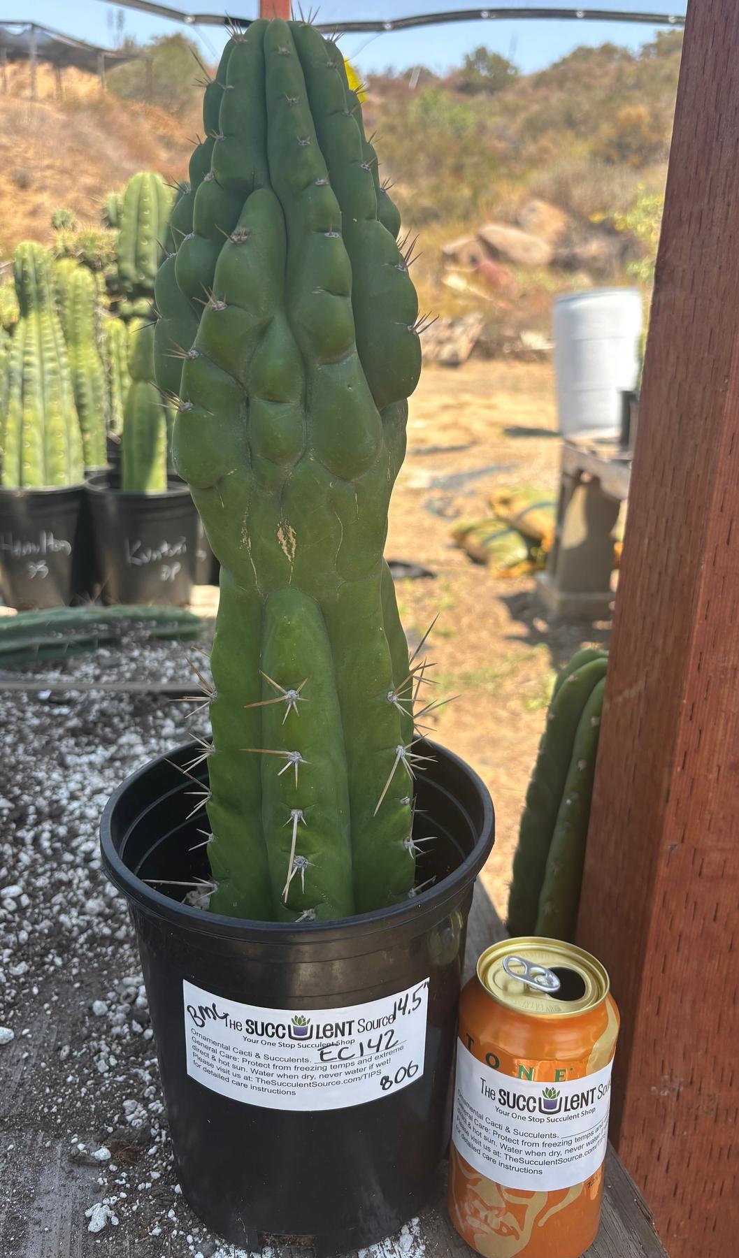 #EC142 EXACT Trichocereus Bob’s Monstrose Creation BMC Cactus 14.5”-Cactus - Large - Exact-The Succulent Source