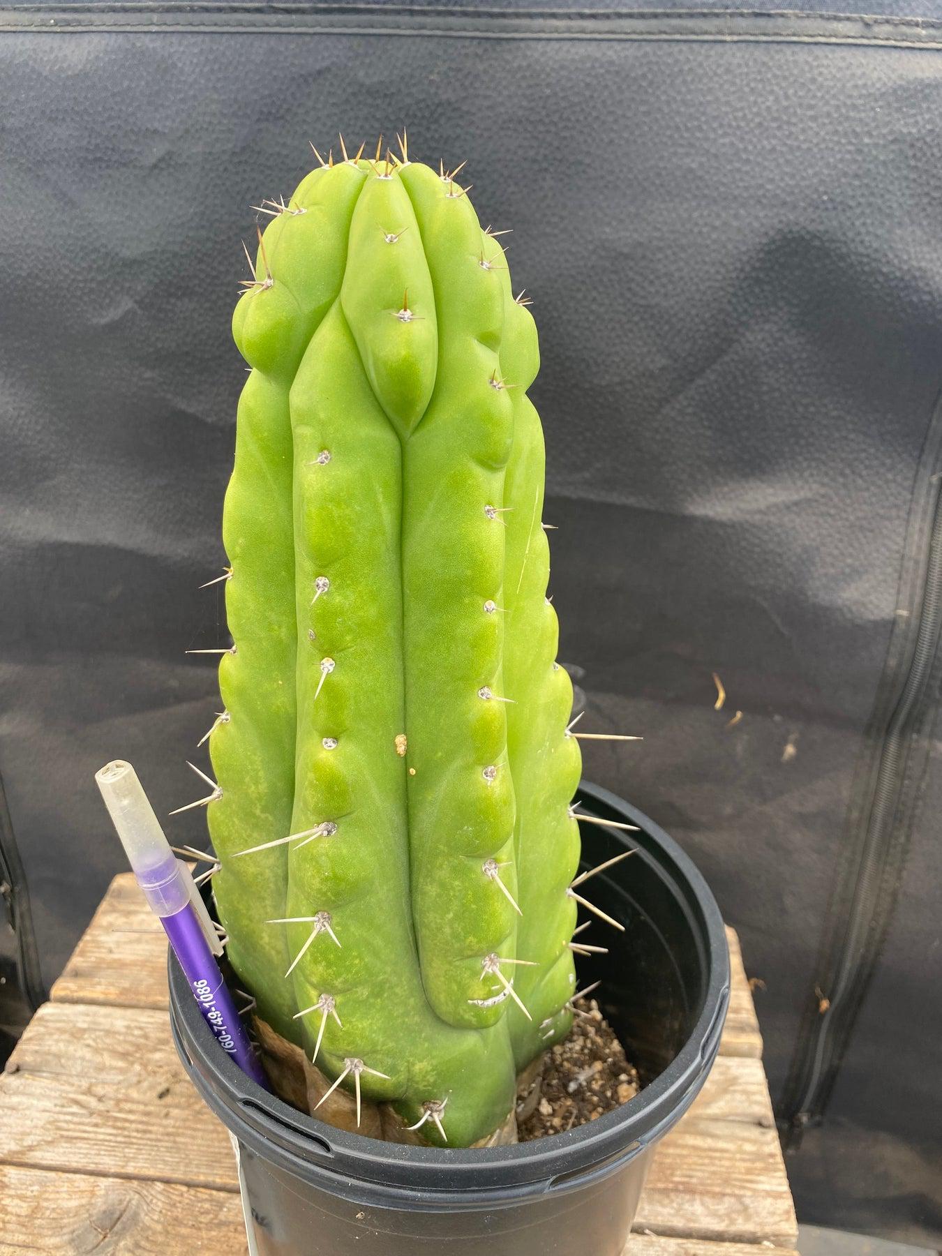 #EC142 EXACT Trichocereus Pachanoi Monstrose Butt Cactus 11.5”-Cactus - Large - Exact-The Succulent Source