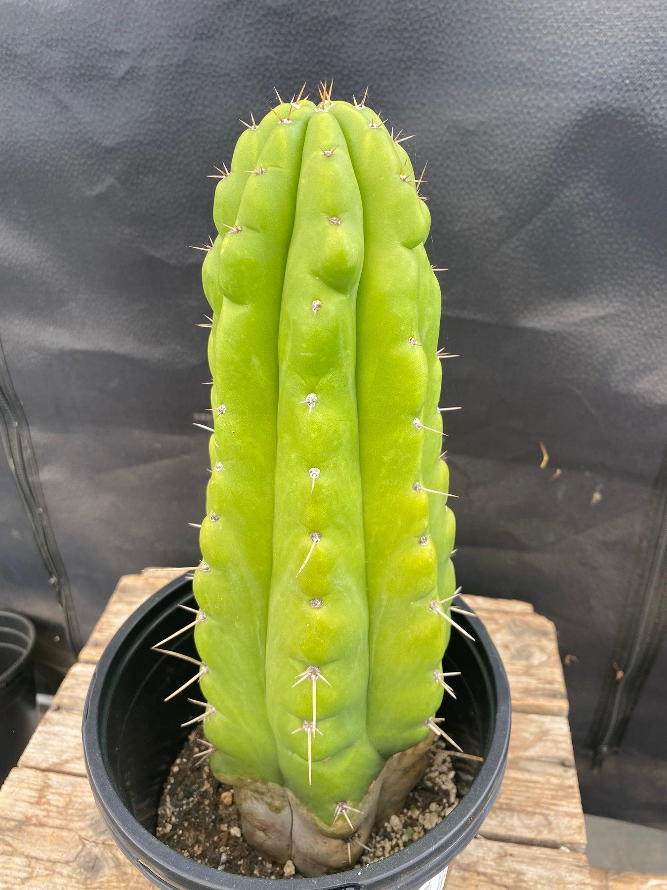 #EC142 EXACT Trichocereus Pachanoi Monstrose Butt Cactus 11.5”-Cactus - Large - Exact-The Succulent Source