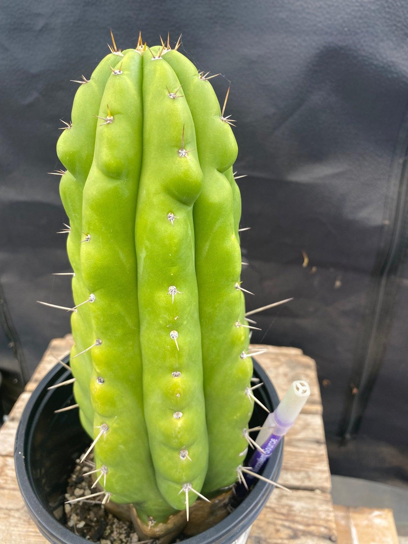 #EC142 EXACT Trichocereus Pachanoi Monstrose Butt Cactus 11.5”-Cactus - Large - Exact-The Succulent Source