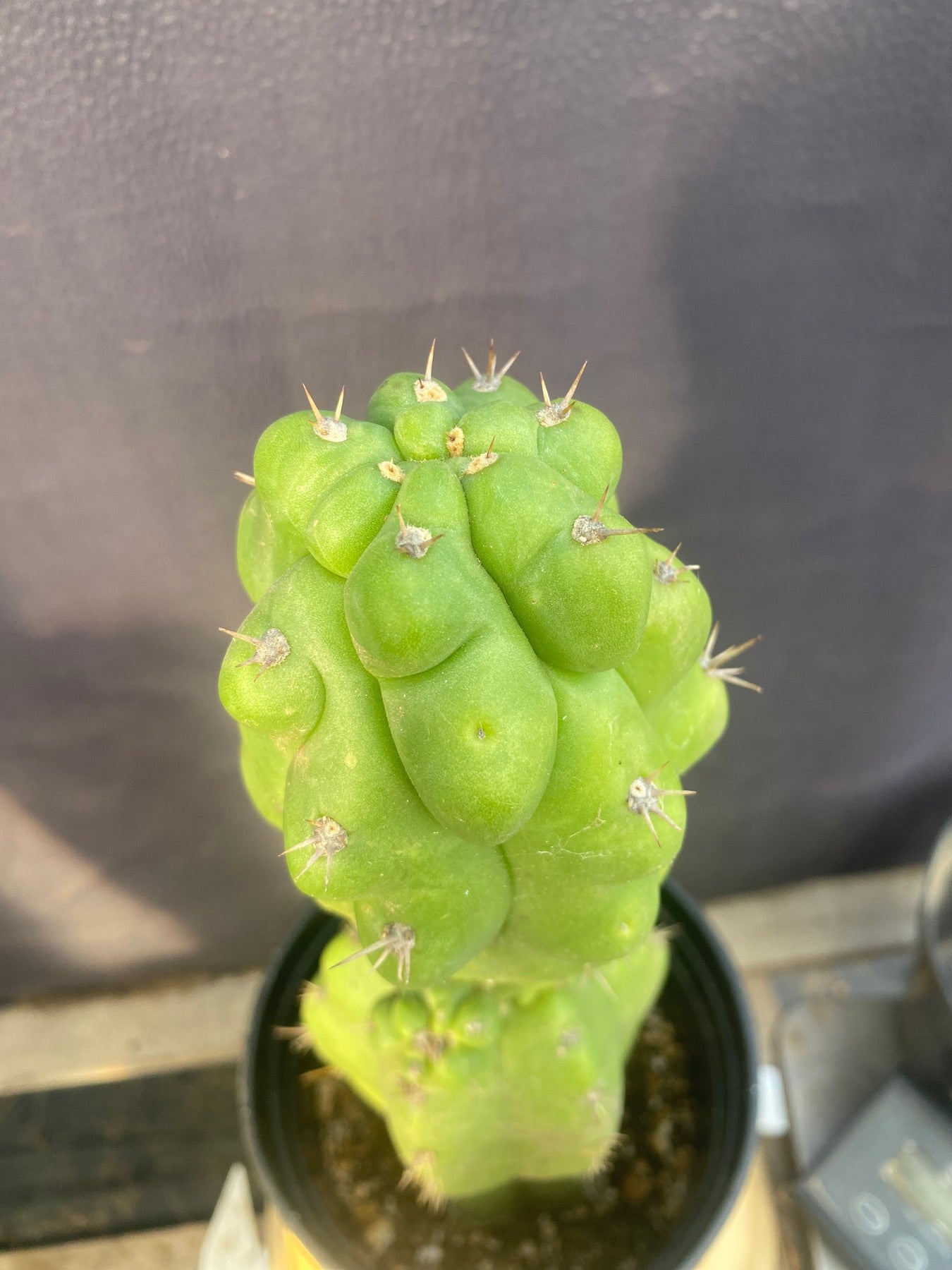 #EC142 EXACT Trichocereus Pachanoi Monstrose Butt Cactus 14”-Cactus - Large - Exact-The Succulent Source