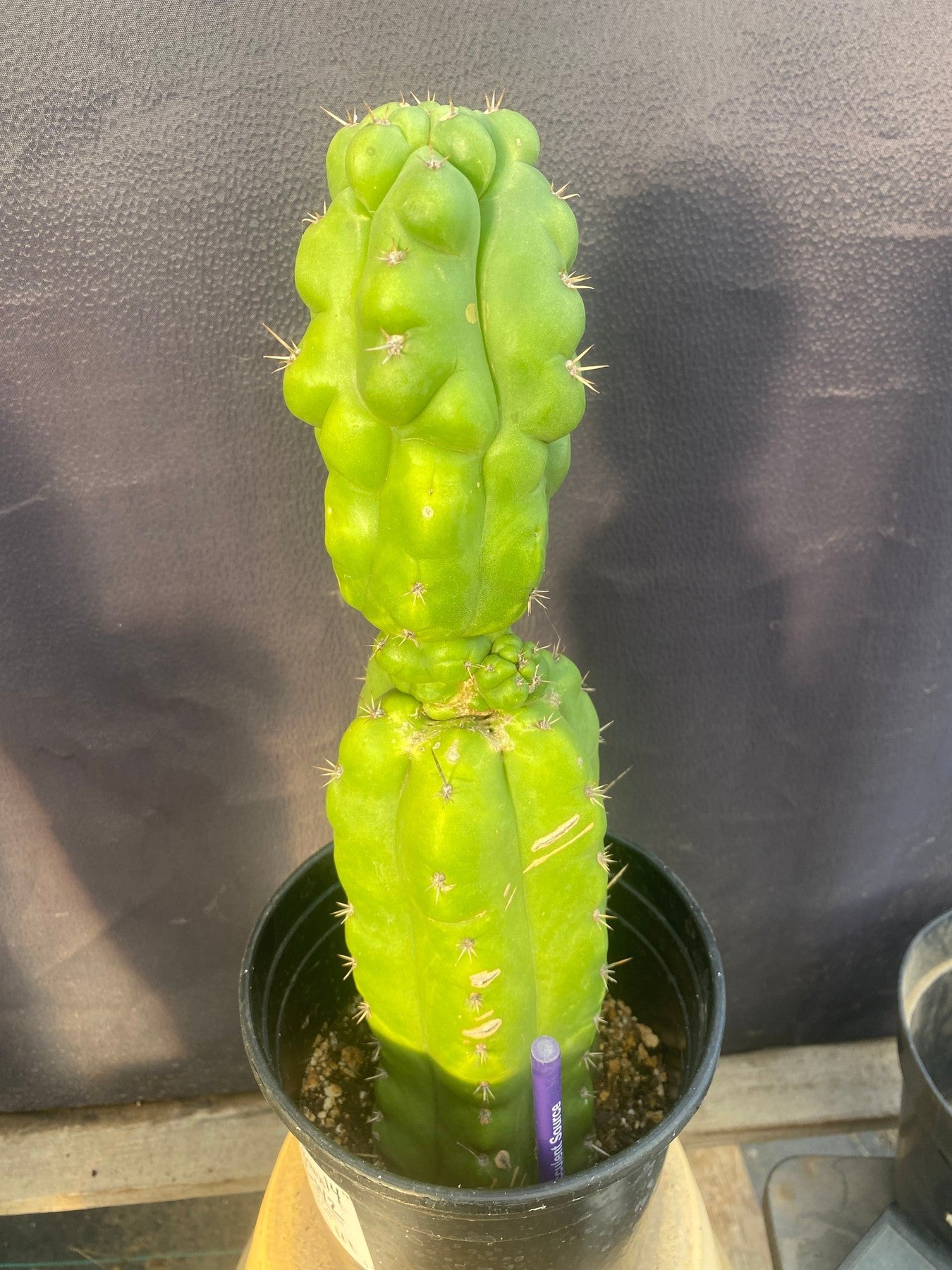 #EC142 EXACT Trichocereus Pachanoi Monstrose Butt Cactus 14”-Cactus - Large - Exact-The Succulent Source