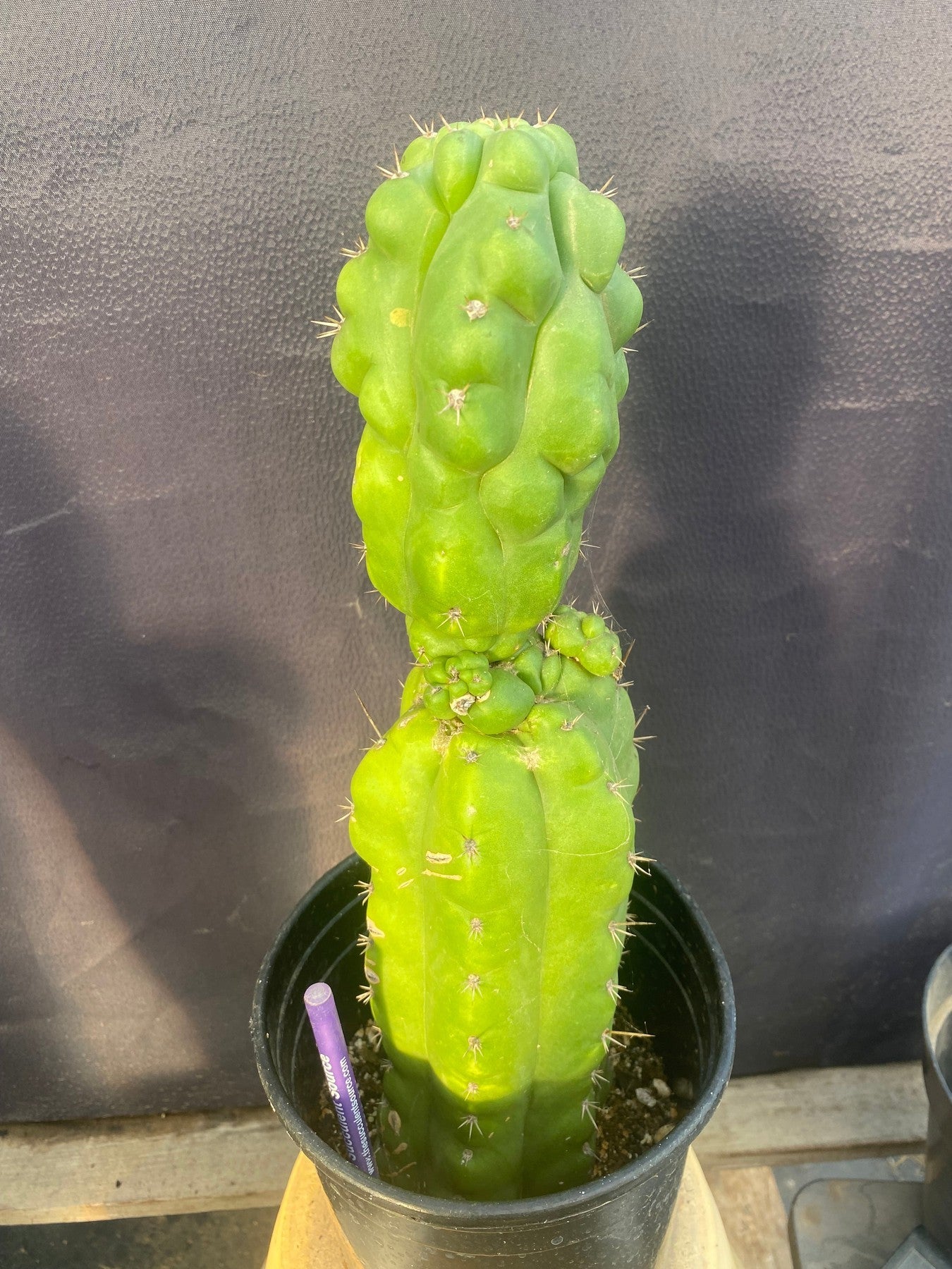 #EC142 EXACT Trichocereus Pachanoi Monstrose Butt Cactus 14”-Cactus - Large - Exact-The Succulent Source