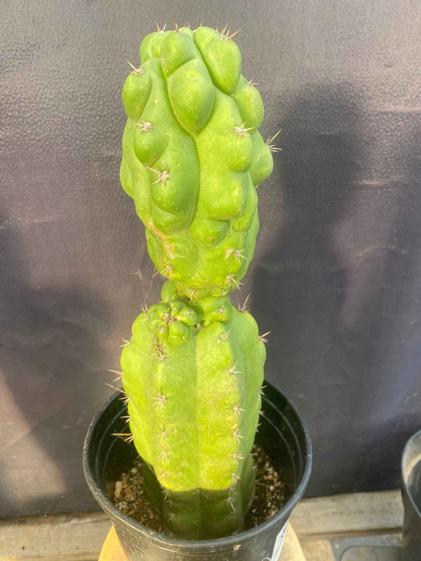 #EC142 EXACT Trichocereus Pachanoi Monstrose Butt Cactus 14”-Cactus - Large - Exact-The Succulent Source