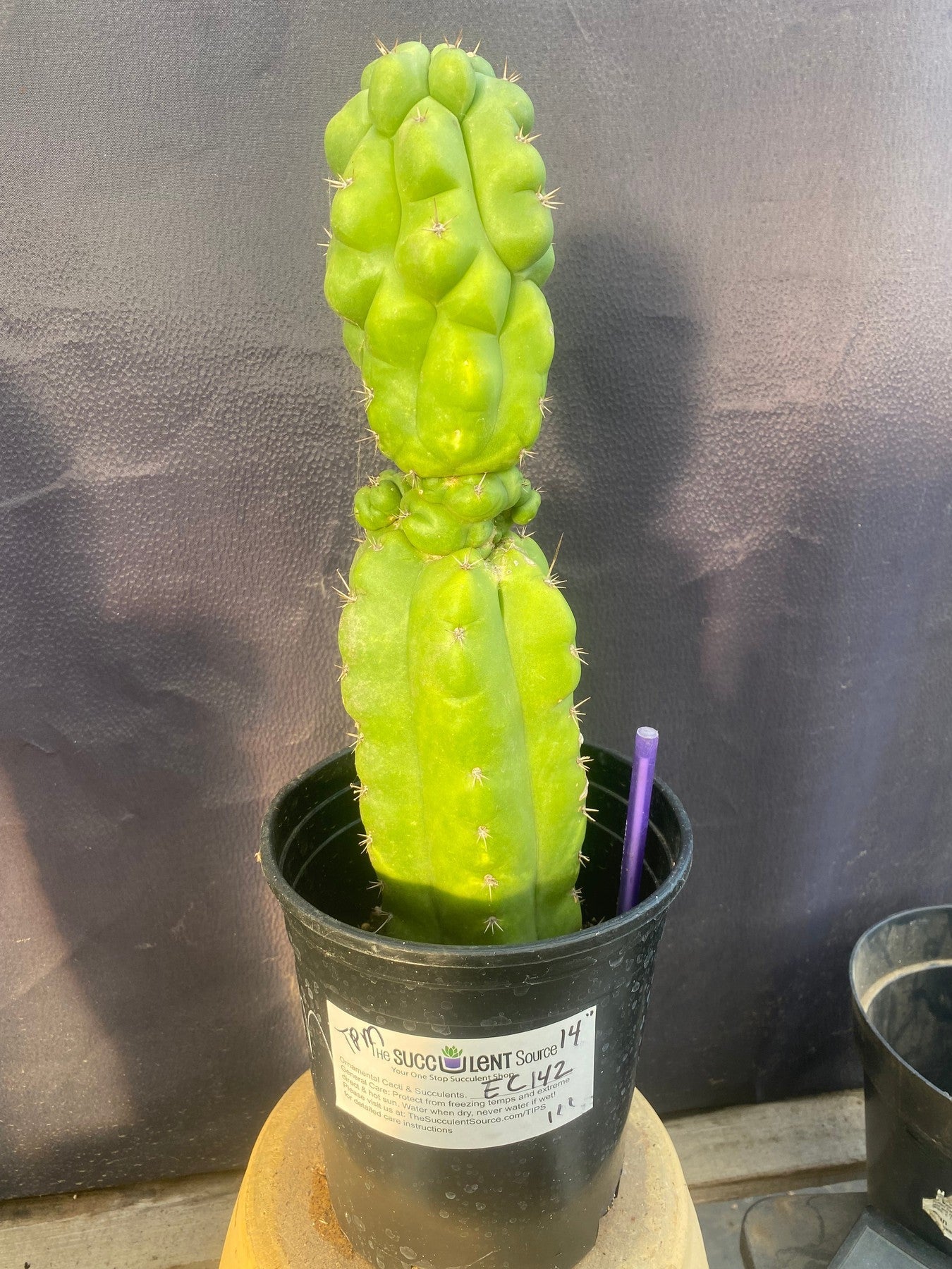 #EC142 EXACT Trichocereus Pachanoi Monstrose Butt Cactus 14”-Cactus - Large - Exact-The Succulent Source