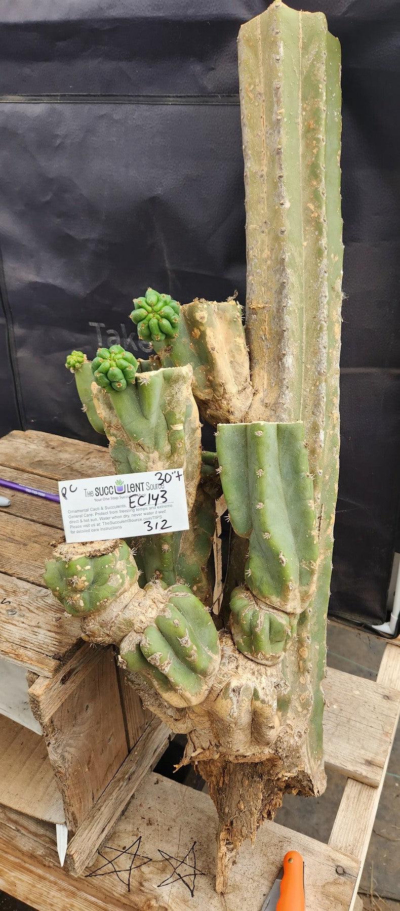 #EC143 EXACT Trichocereus Pachanoi PC Cactus Cutting 30"