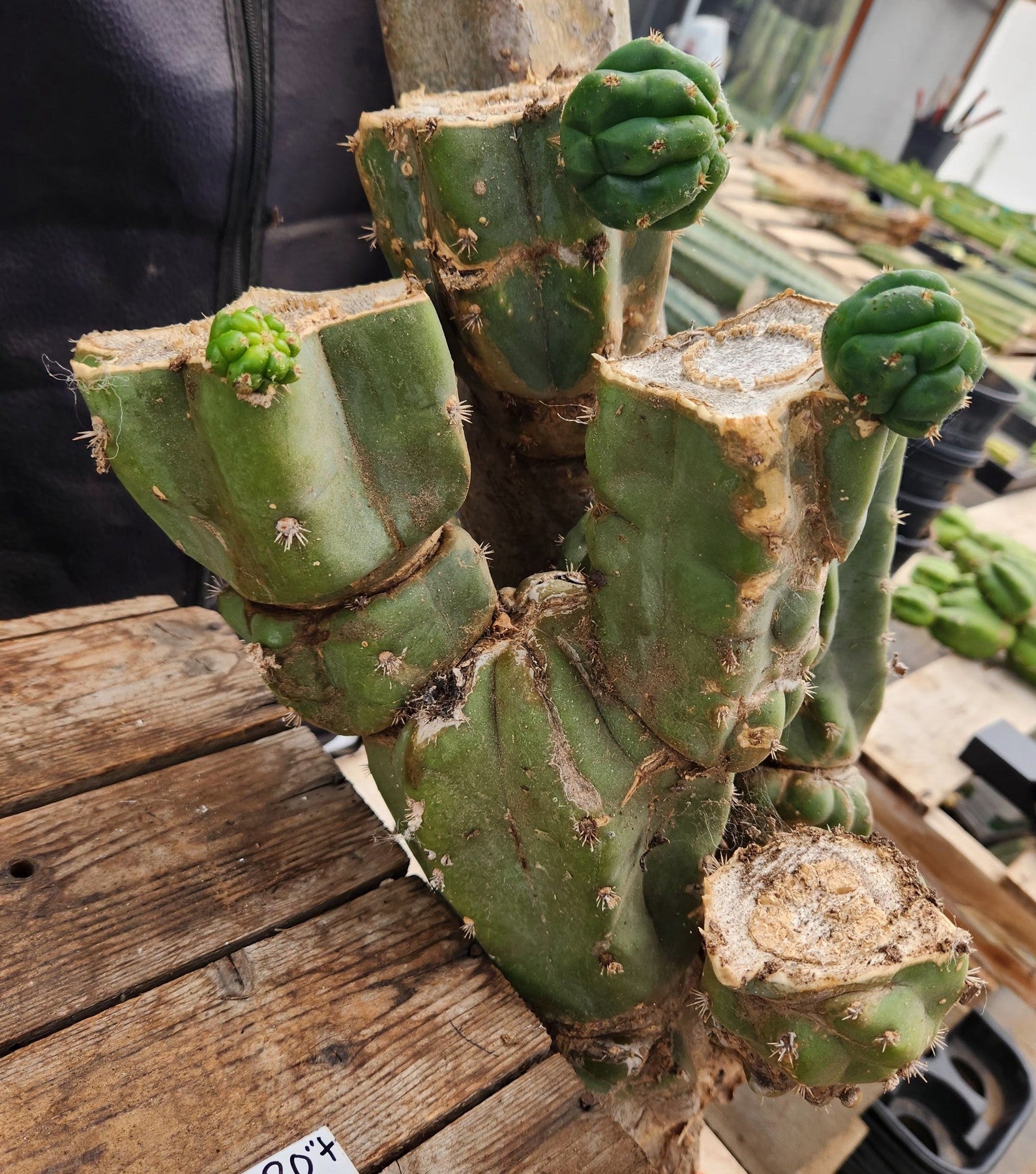 #EC143 EXACT Trichocereus Pachanoi PC Cactus Cutting 30"-Cactus - Large - Exact-The Succulent Source