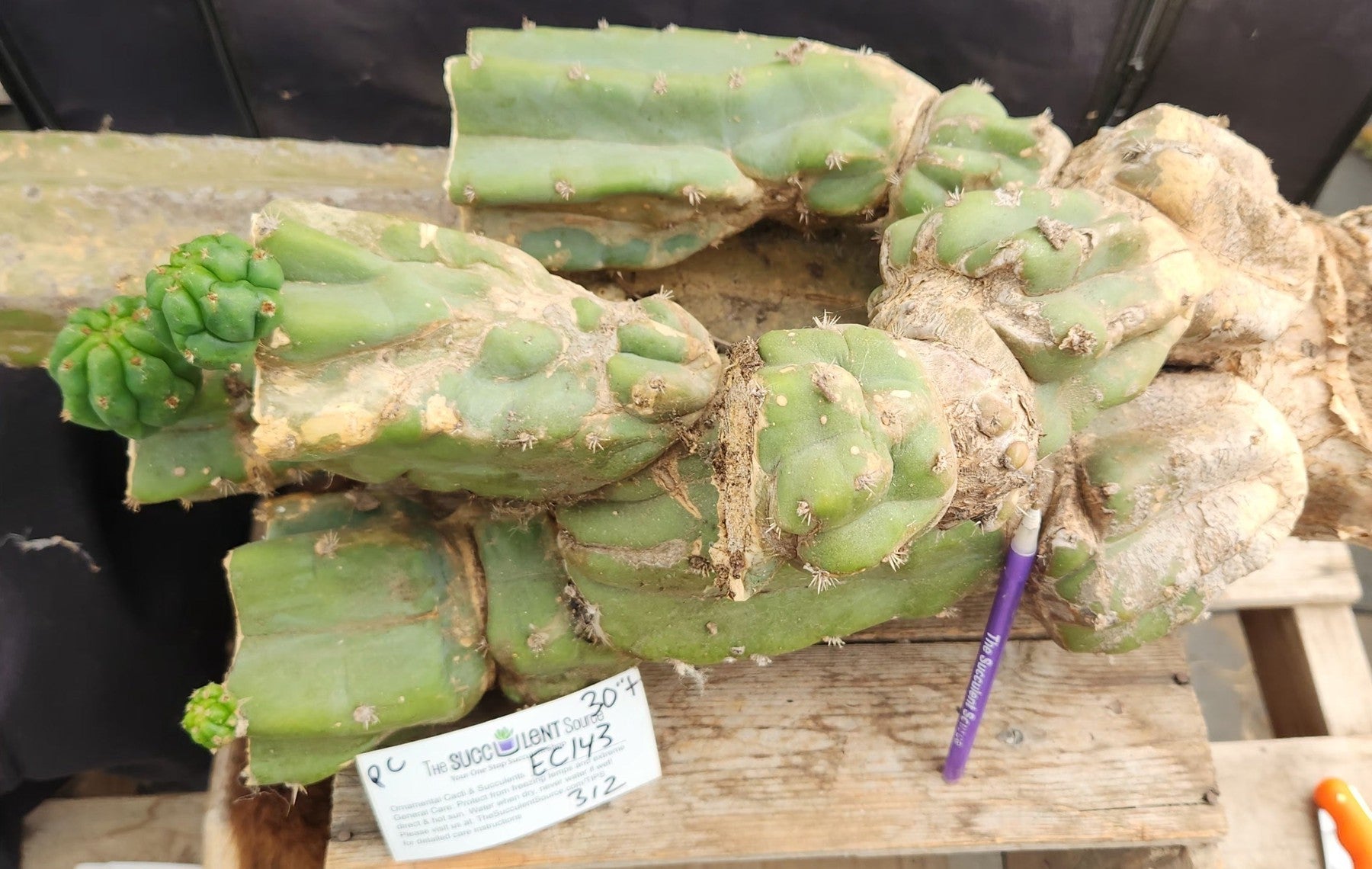 #EC143 EXACT Trichocereus Pachanoi PC Cactus Cutting 30"-Cactus - Large - Exact-The Succulent Source