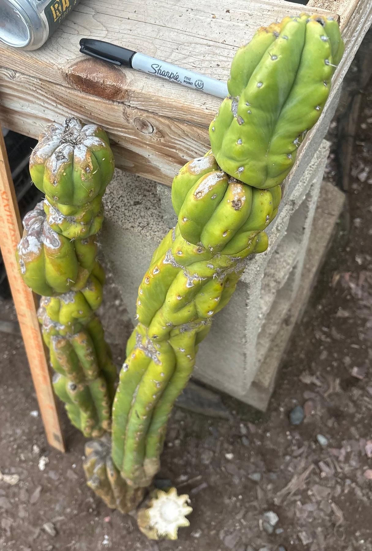 #EC143 EXACT Trichocereus Pachanoi PC Cactus Cutting 35”-Cactus - Large - Exact-The Succulent Source