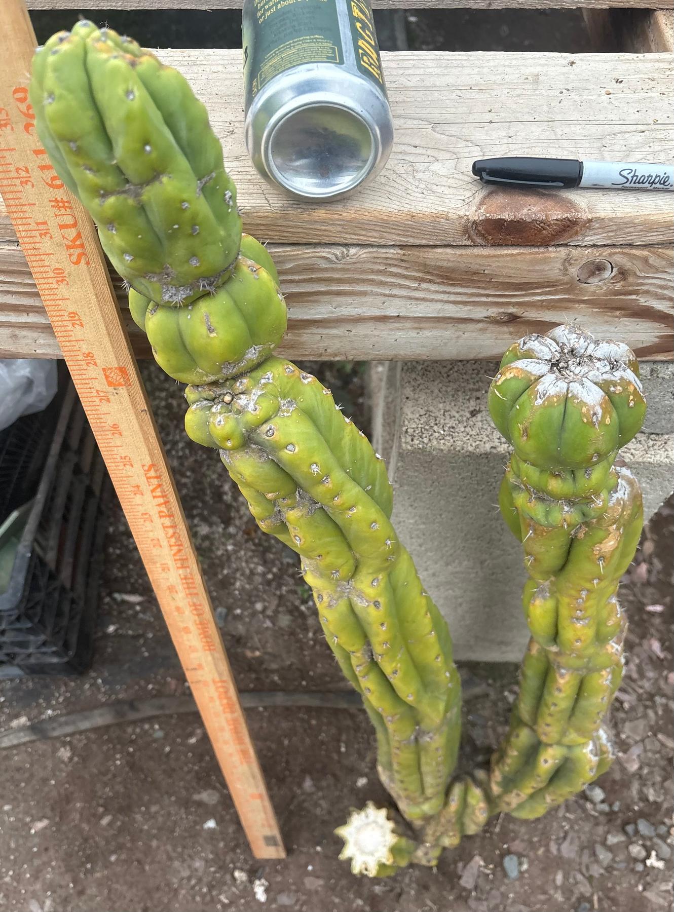 #EC143 EXACT Trichocereus Pachanoi PC Cactus Cutting 35”-Cactus - Large - Exact-The Succulent Source