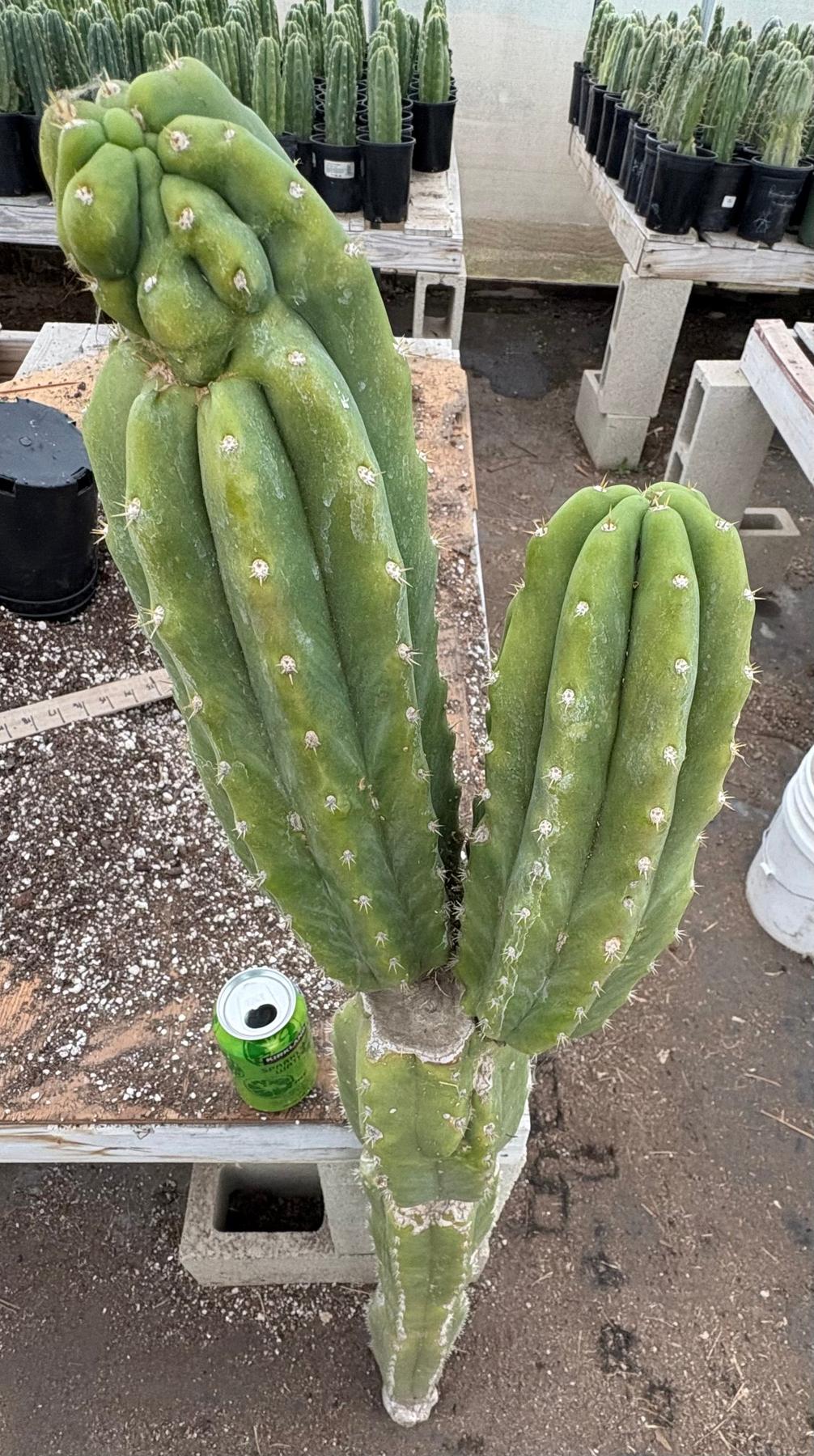 #EC143 EXACT Trichocereus Pachanoi PC Cactus Cutting 50”+-Cactus - Large - Exact-The Succulent Source