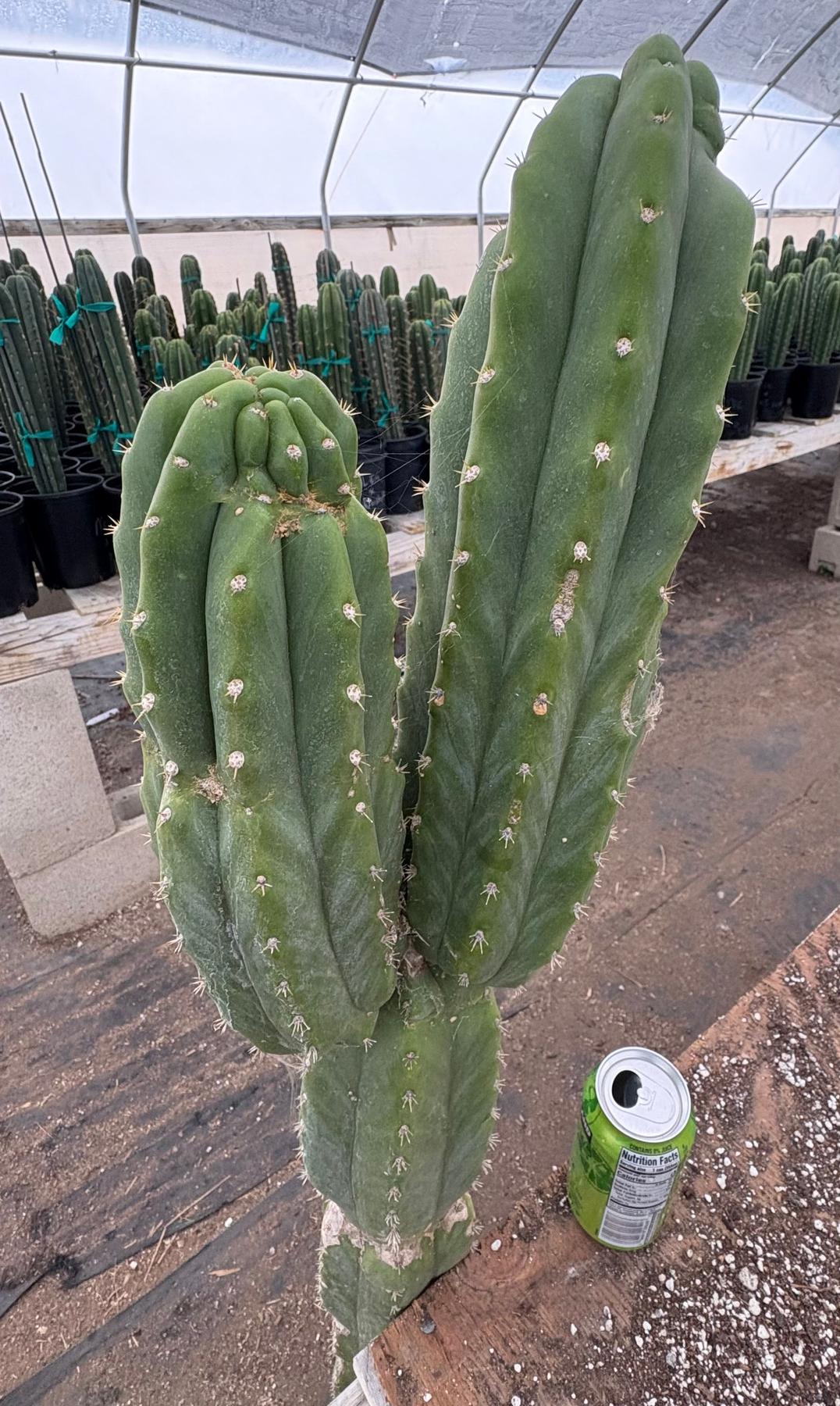 #EC143 EXACT Trichocereus Pachanoi PC Cactus Cutting 50”+-Cactus - Large - Exact-The Succulent Source