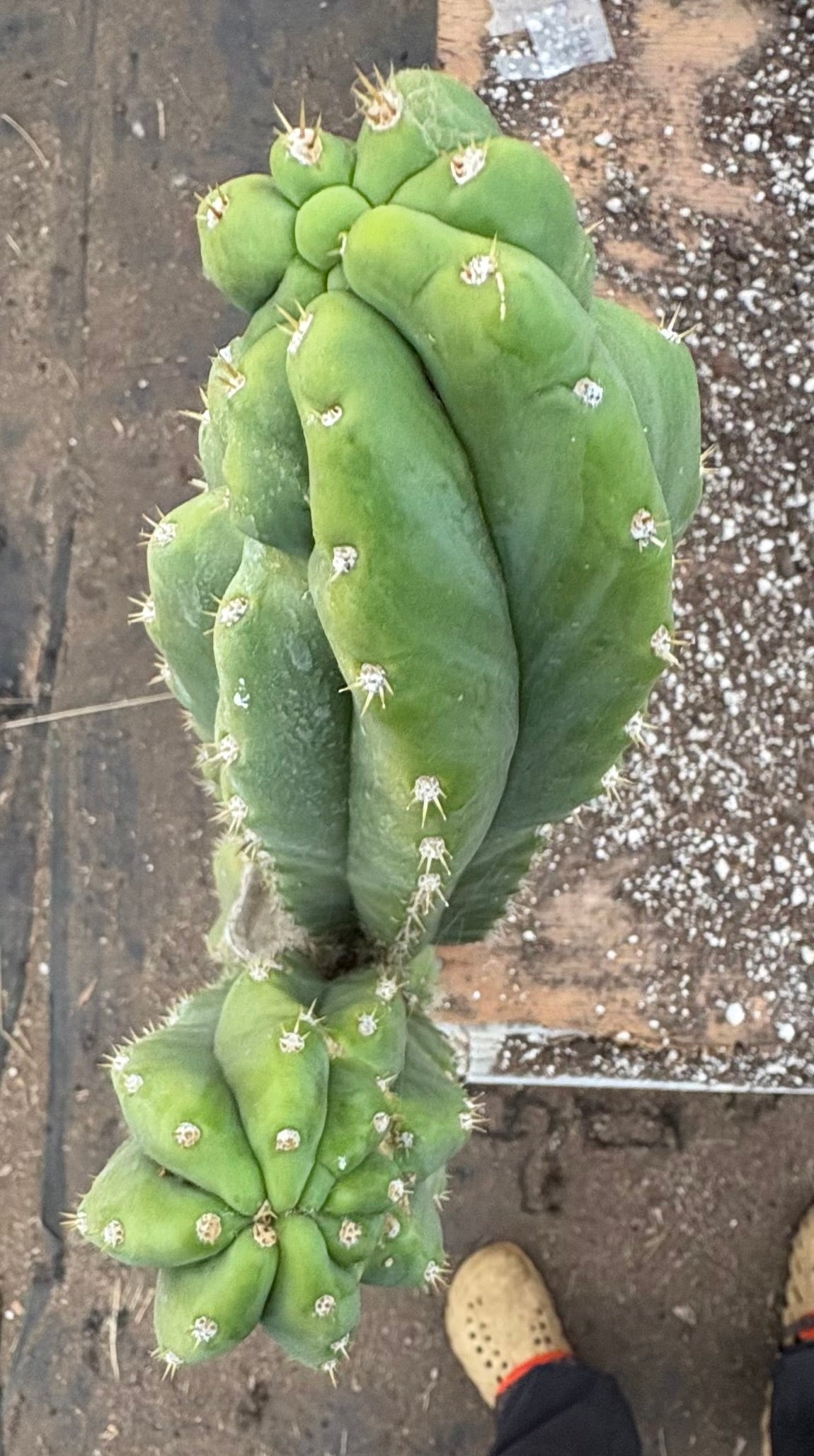 #EC143 EXACT Trichocereus Pachanoi PC Cactus Cutting 50”+-Cactus - Large - Exact-The Succulent Source