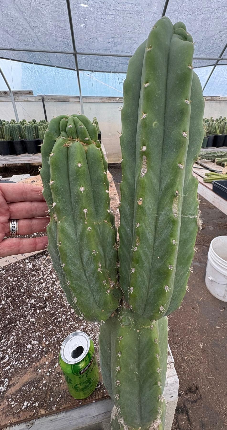 #EC143 EXACT Trichocereus Pachanoi PC Cactus Cutting 50”+-Cactus - Large - Exact-The Succulent Source