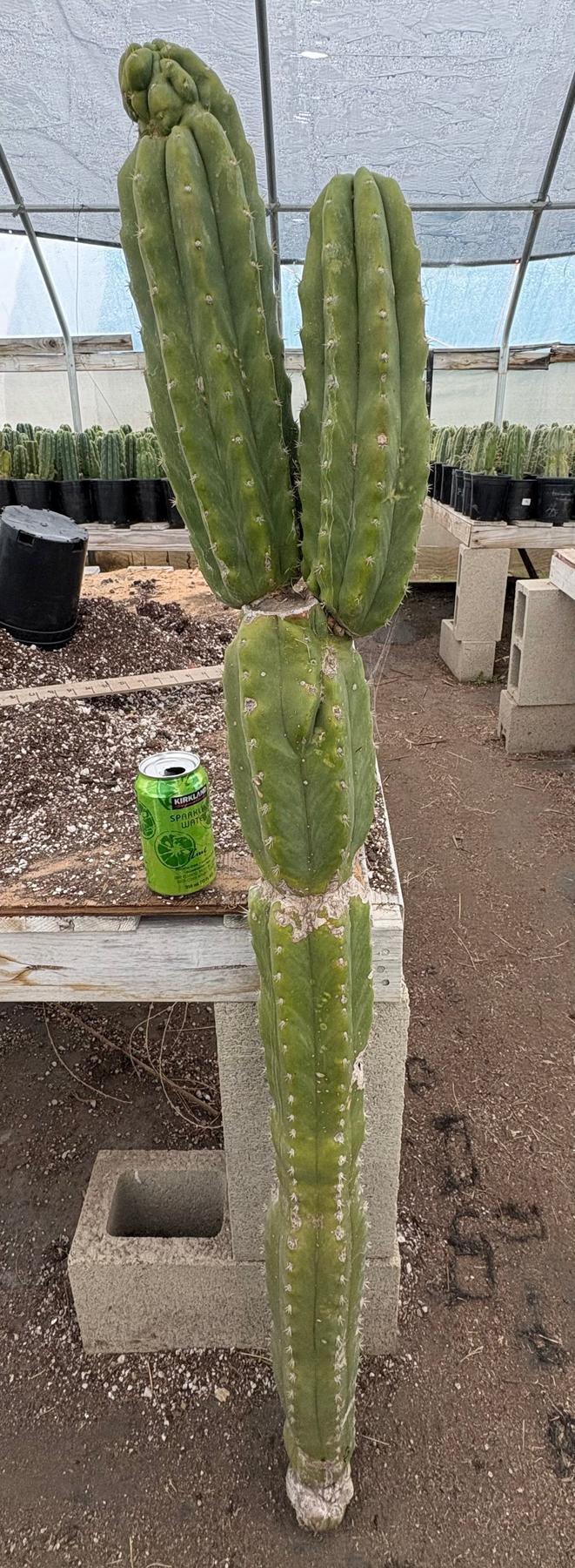 #EC143 EXACT Trichocereus Pachanoi PC Cactus Cutting 50”+-Cactus - Large - Exact-The Succulent Source