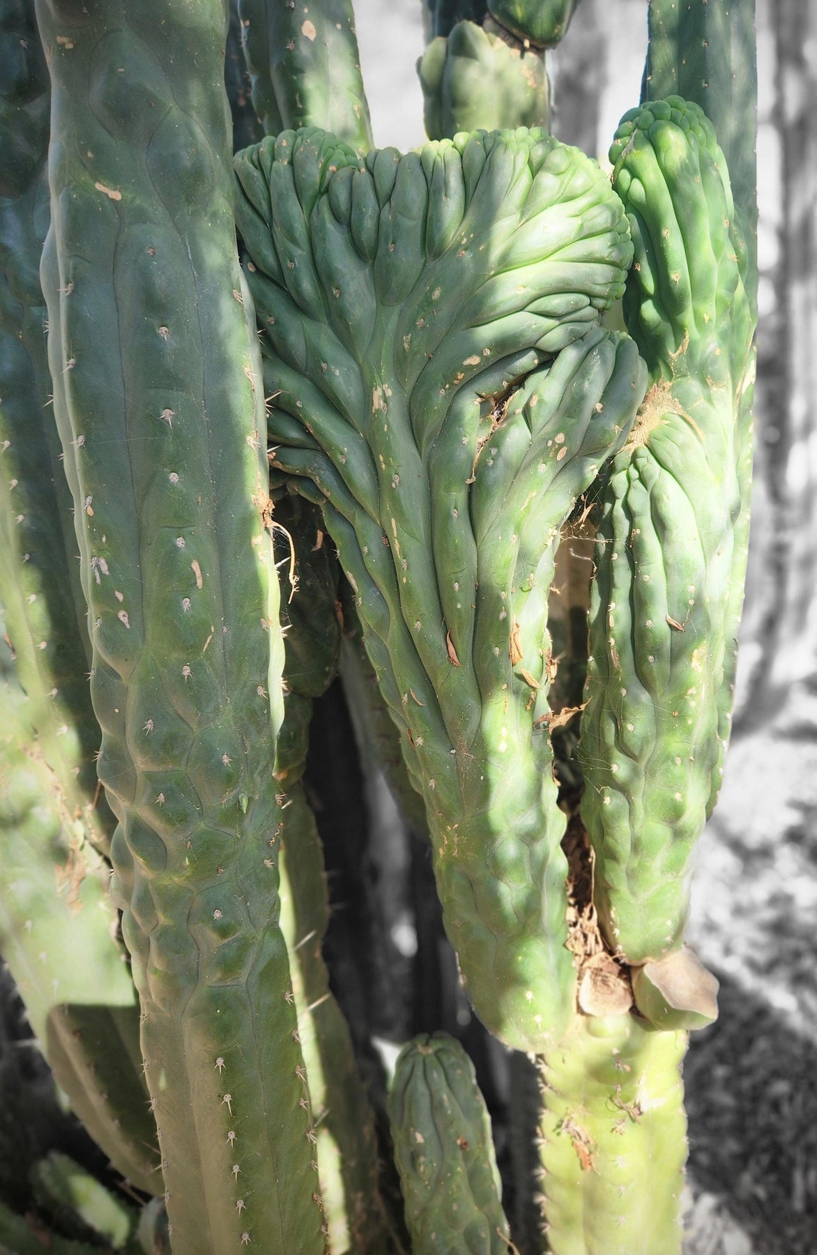 #EC144 EXACT Trichocereus Pachanoi Monstrose TPM Cactus Cutting-Cactus - Large - Exact-The Succulent Source